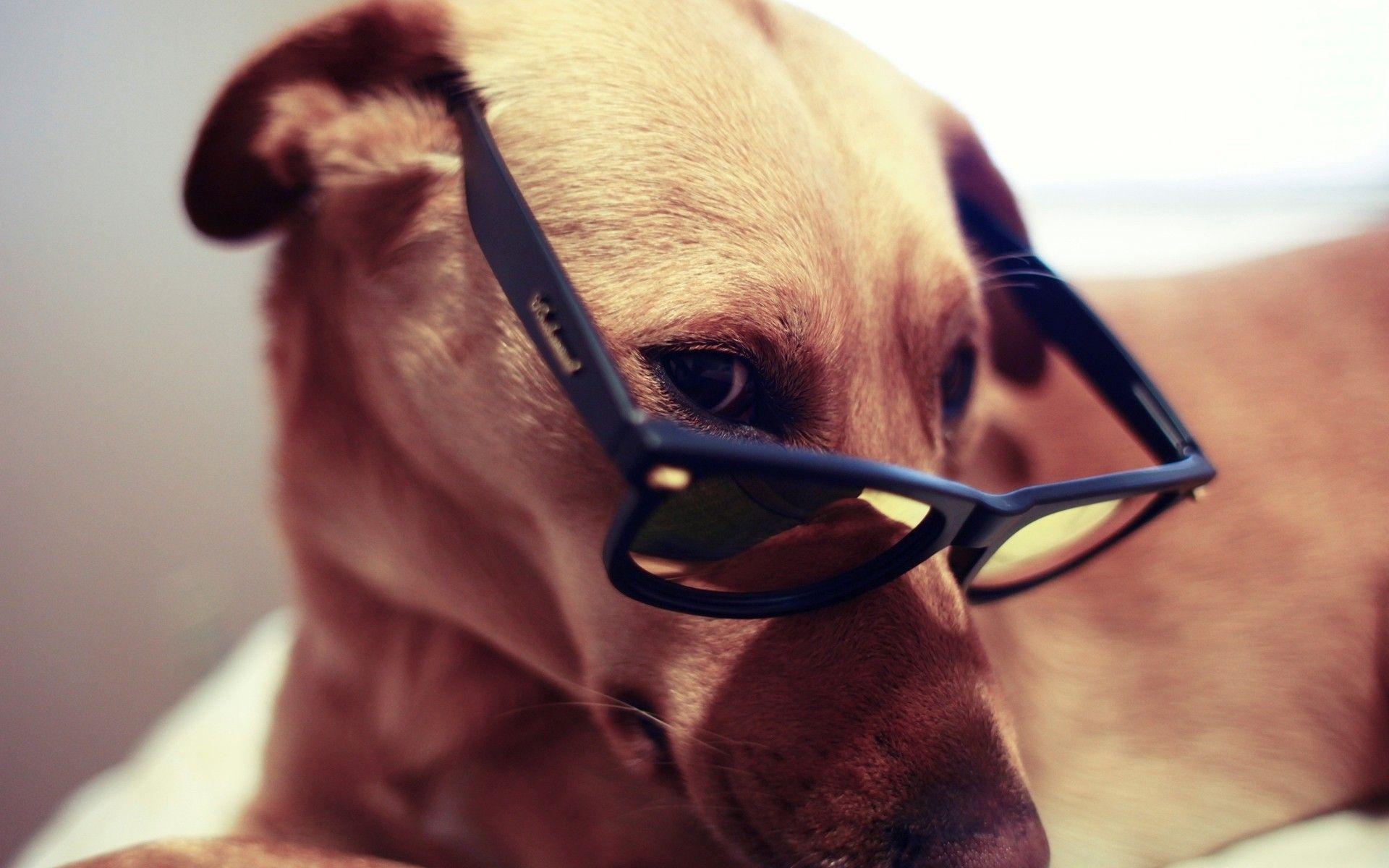 1920x1200 Sunglasses Dog Wallpaper, animals, Pets, Dogs, HD, Glasses, Puppy