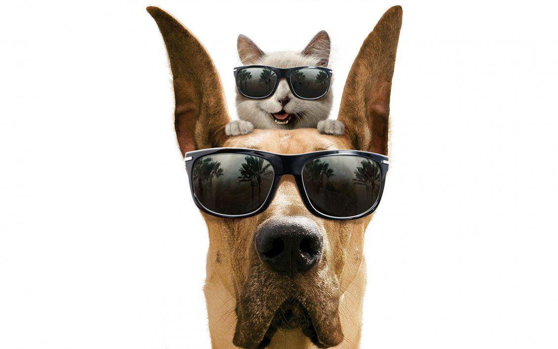 1130x706 Dog and cat with glasses Marmaduke movie