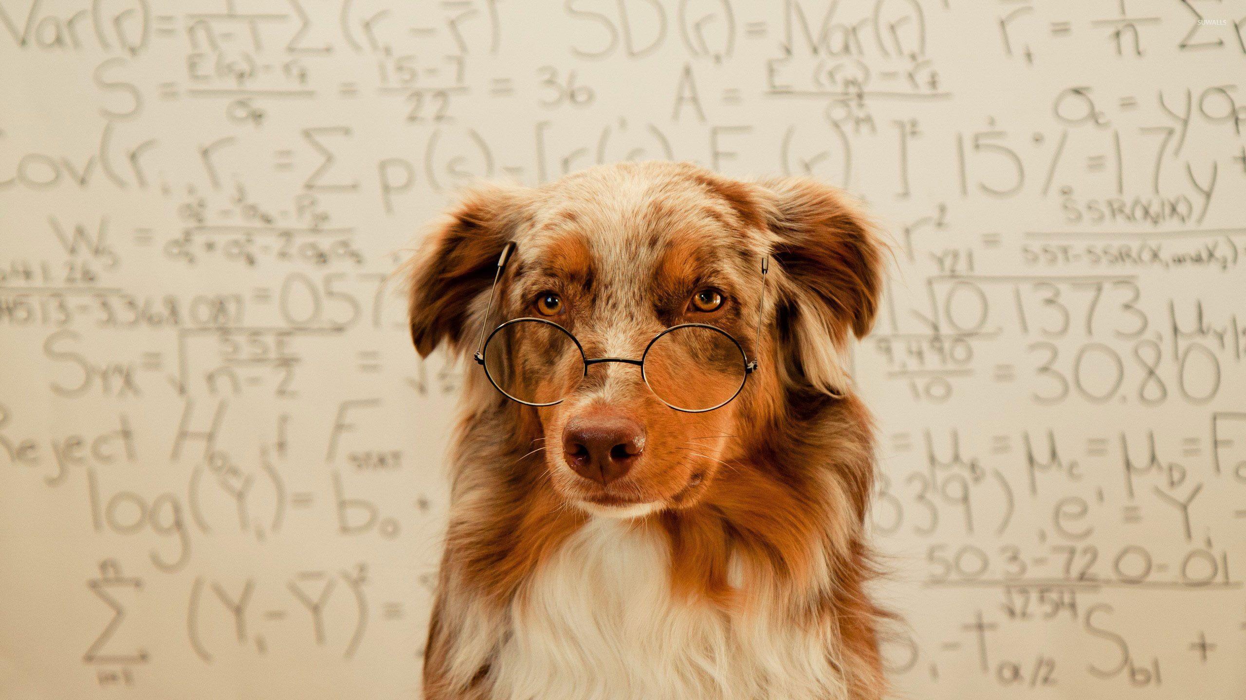 2560x1440 Dog with glasses wallpaper wallpaper