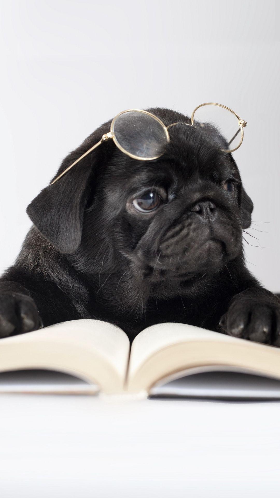 1080x1920 Cute Dog with Book and Glasses iPhone 6S Plus Wallpaper