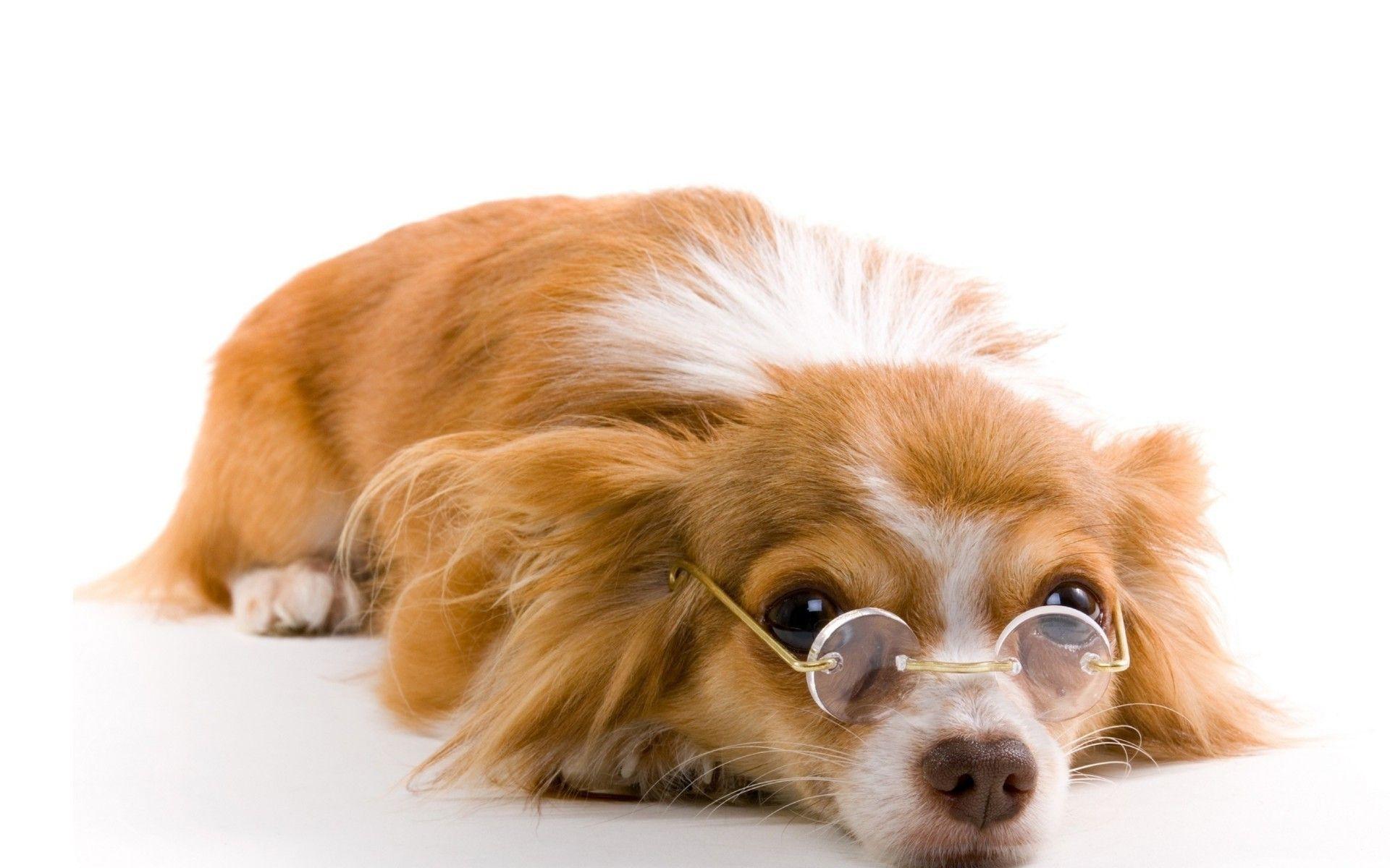 1920x1200 Sweetheart red dog put on the nose glasses