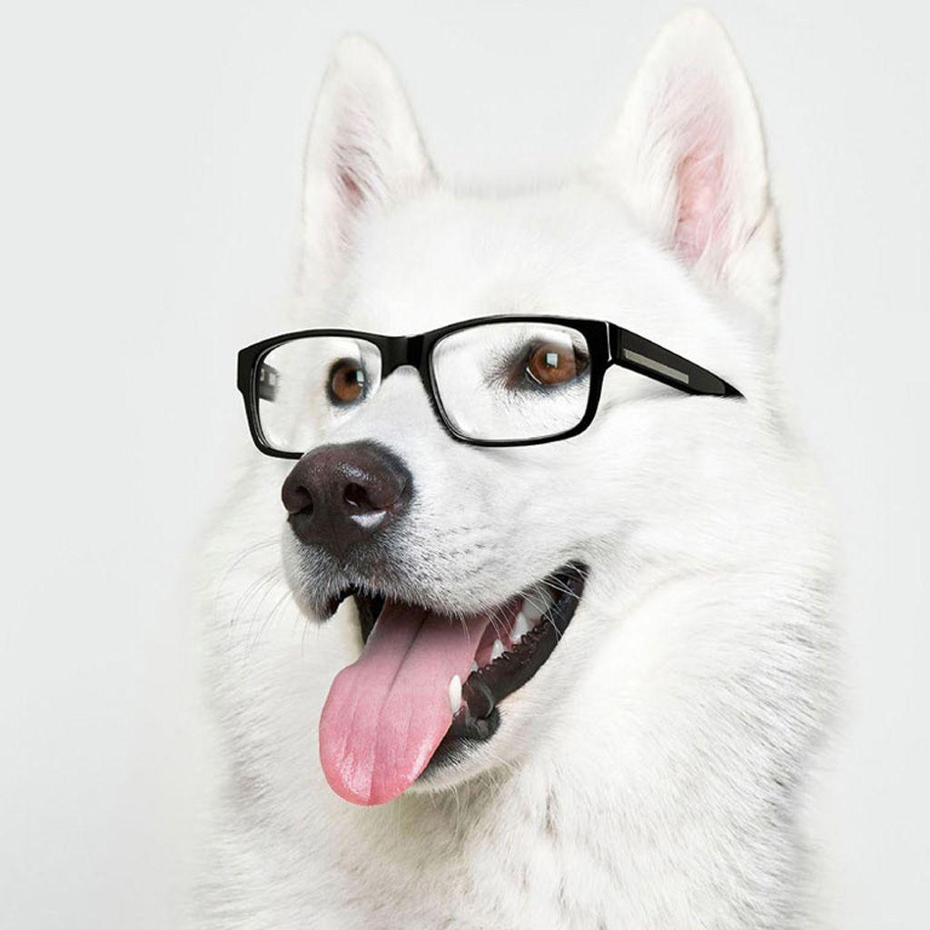 Dog Glasses Wallpapers - Top Free Dog Glasses Backgrounds - WallpaperAccess