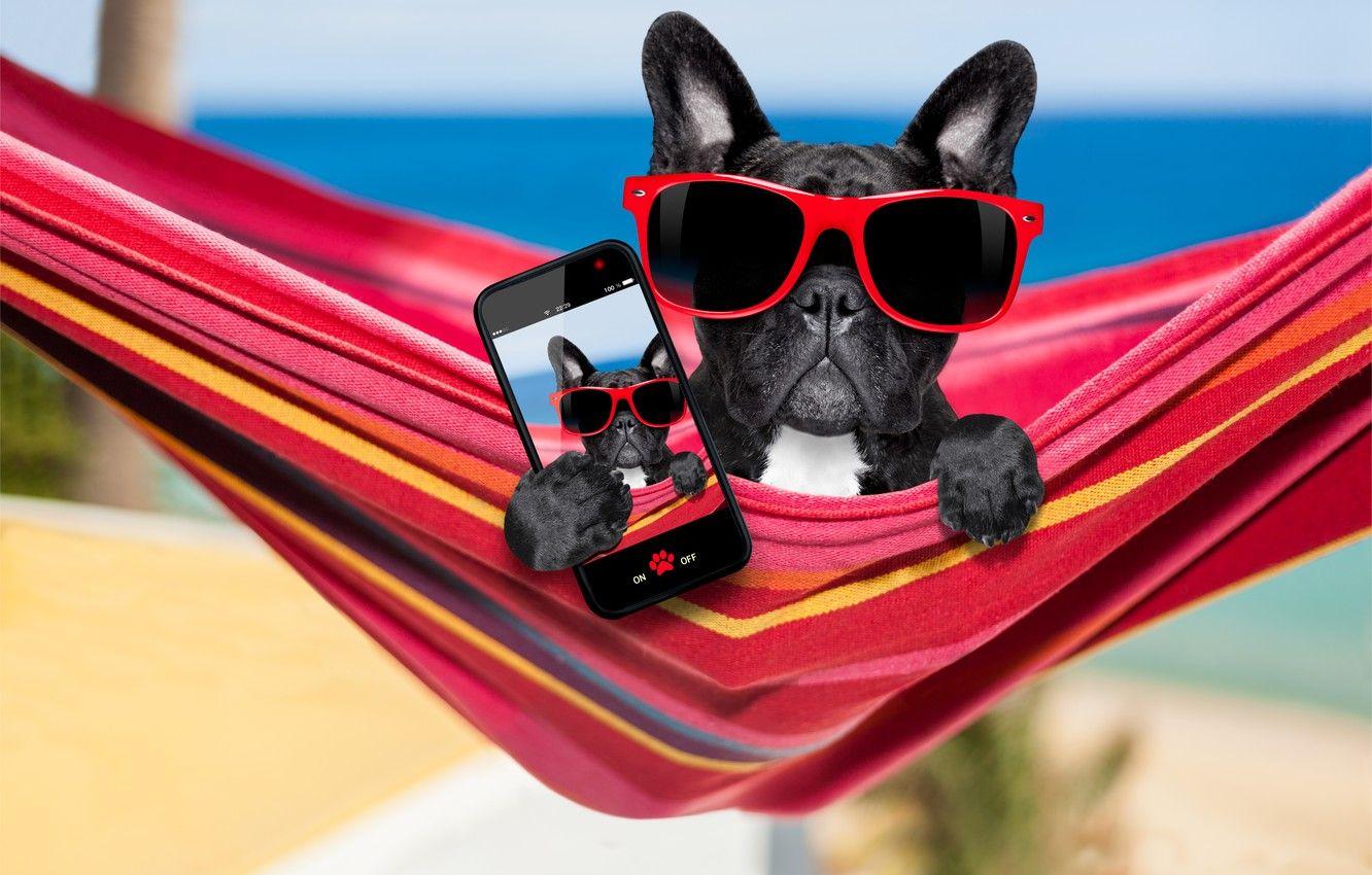 1332x850 Wallpaper dog, glasses, hammock, phone image for desktop, section