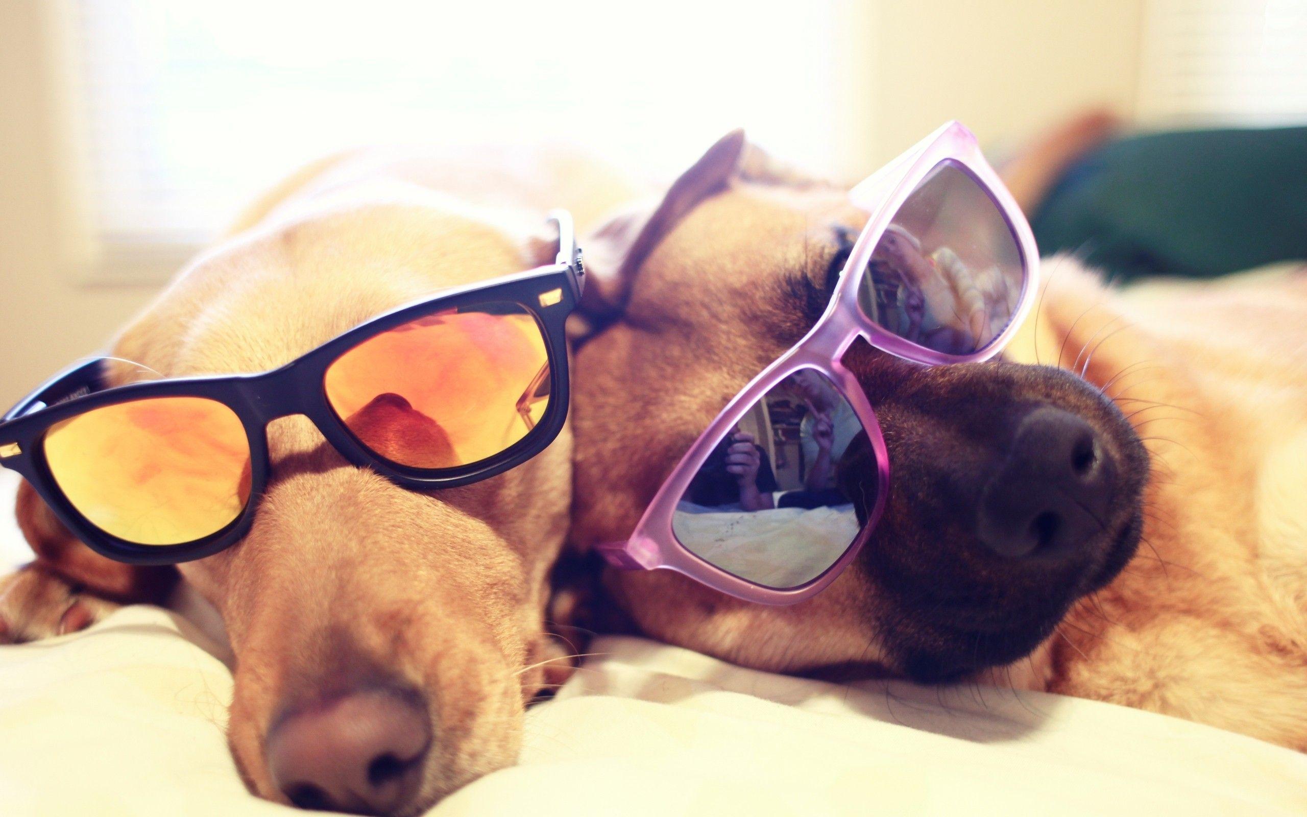 2560x1600 Animals dogs glasses sunglasses focus depth of field pets
