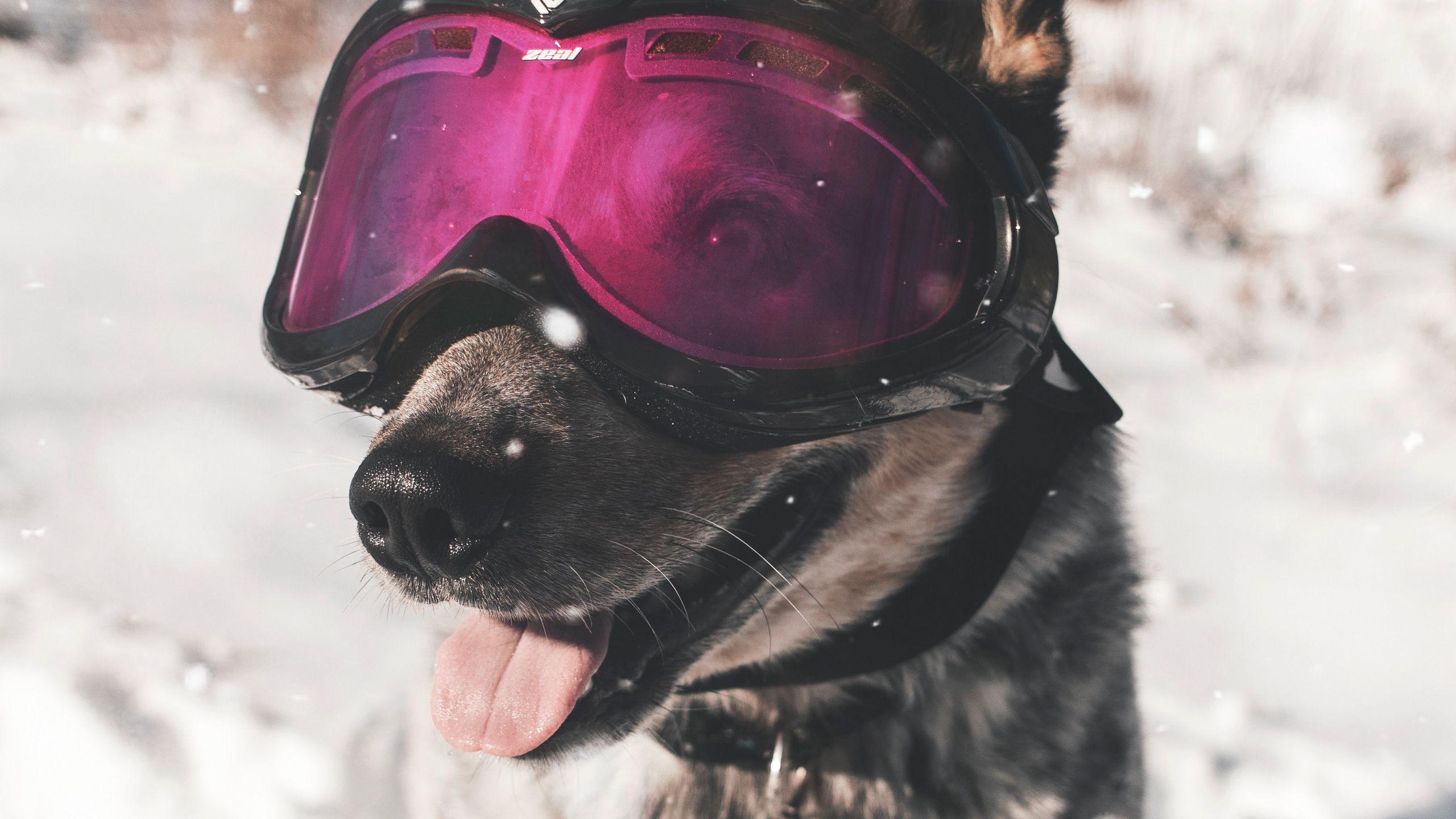 2560x1440 Download wallpaper 2560x1440 dog, glasses, winter, funny, stylish