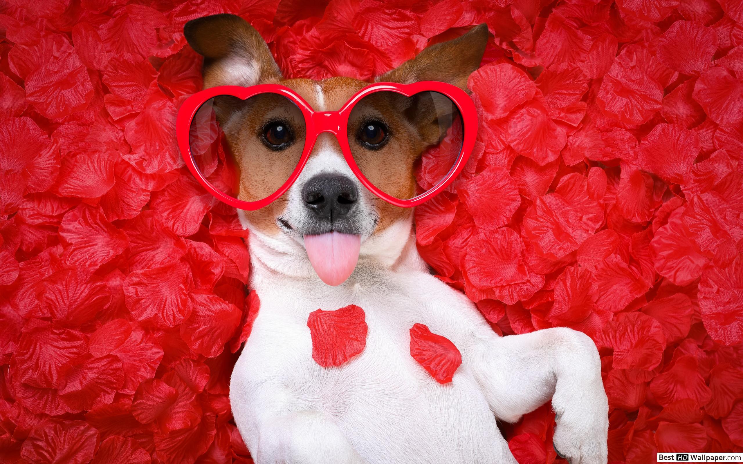2560x1600 Valentine's day dog in heart glasses HD wallpaper download