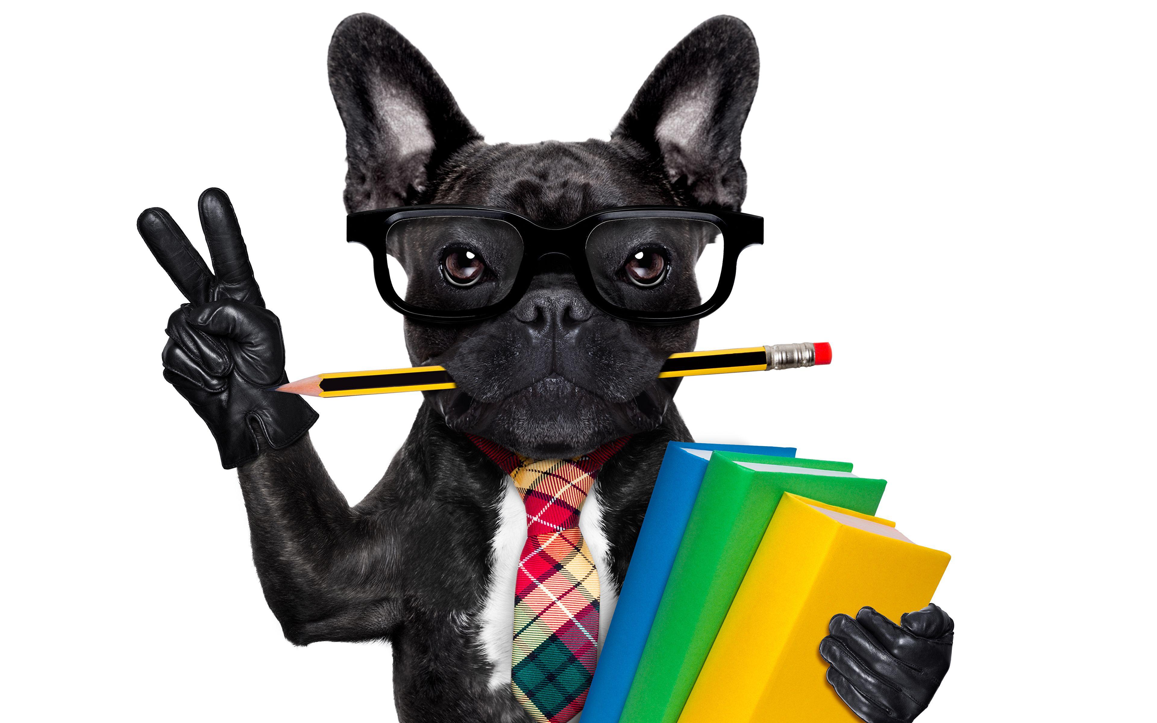 3840x2400 Desktop Wallpaper French Bulldog dog pencil Glove Funny 3840x2400