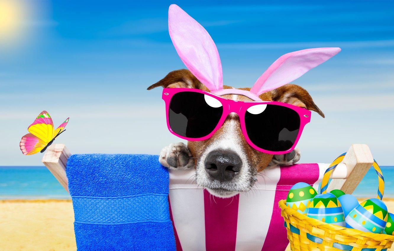 1332x850 Wallpaper beach, butterfly, dog, glasses, happy, beach, dog