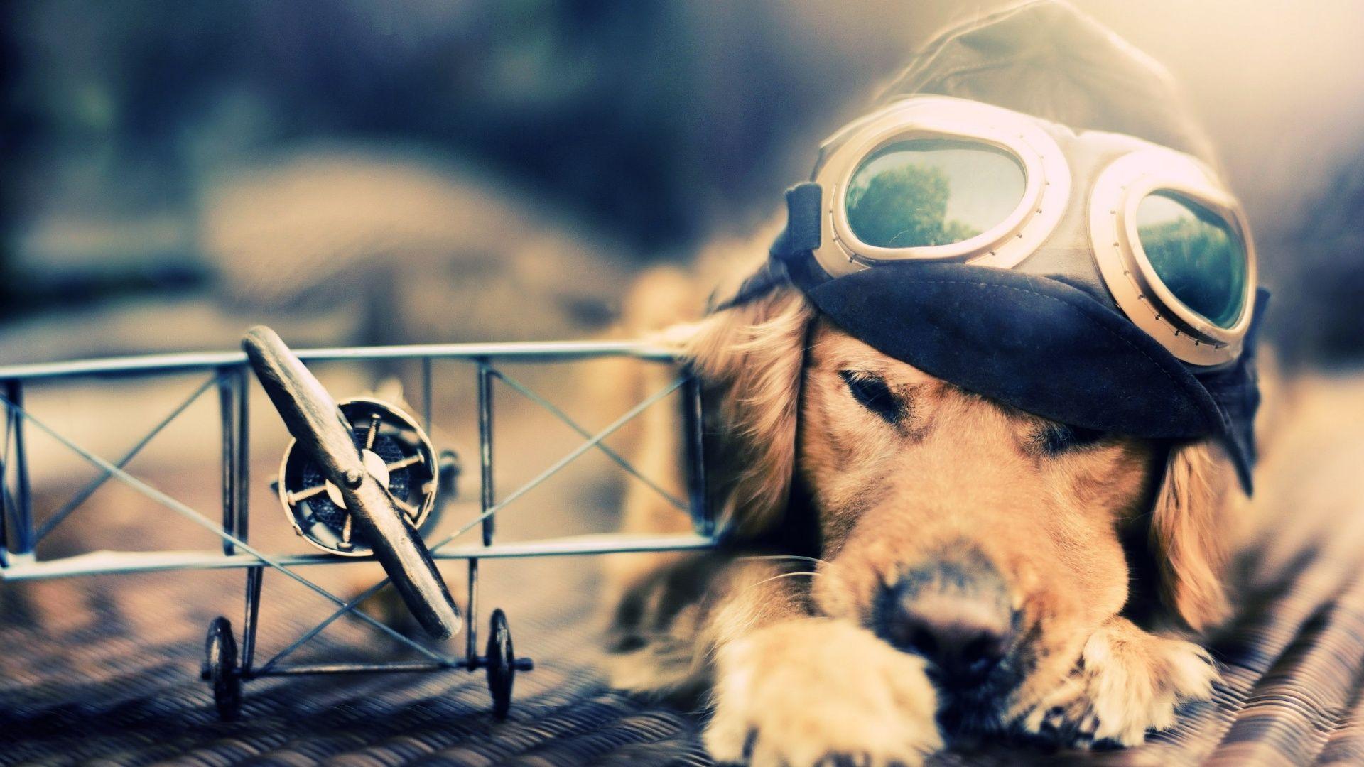 1920x1080 Cute Dog