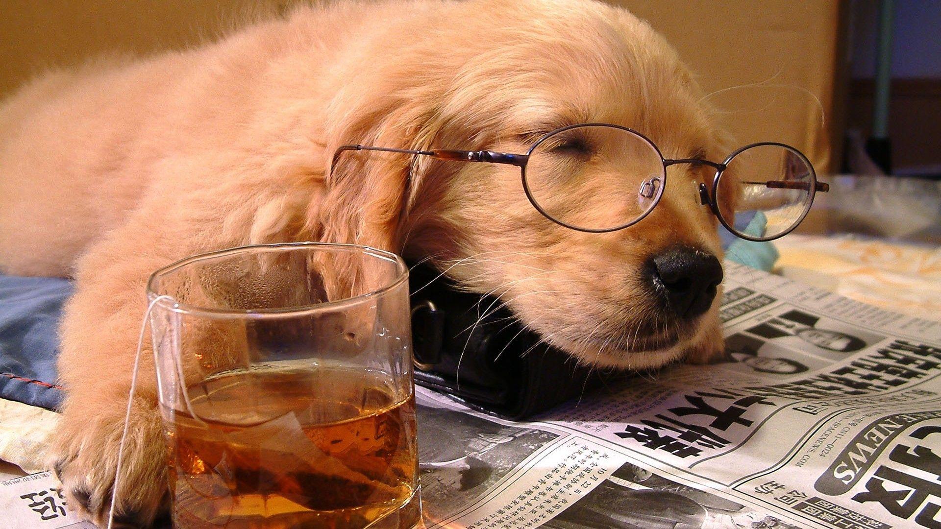 Dog Glasses Wallpapers - Top Free Dog Glasses Backgrounds - WallpaperAccess