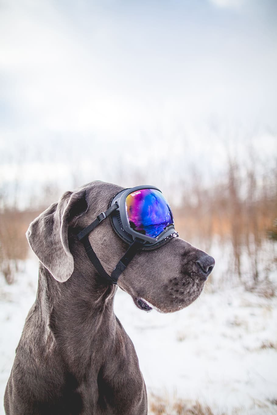 910x1365 HD wallpaper: gray dog wearing black snow goggles, dane, great