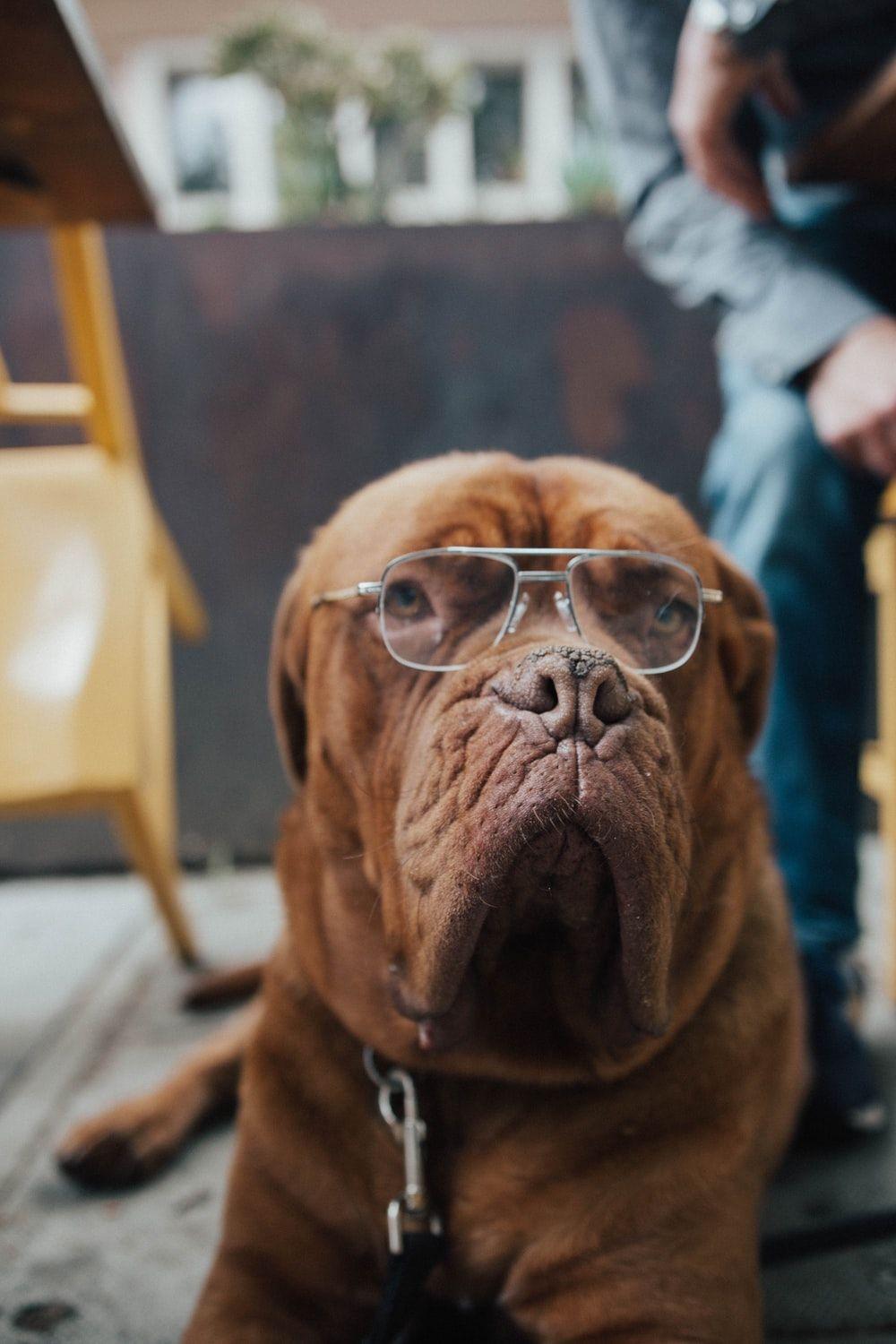 1000x1500 Dog Glasses Picture. Download Free Image