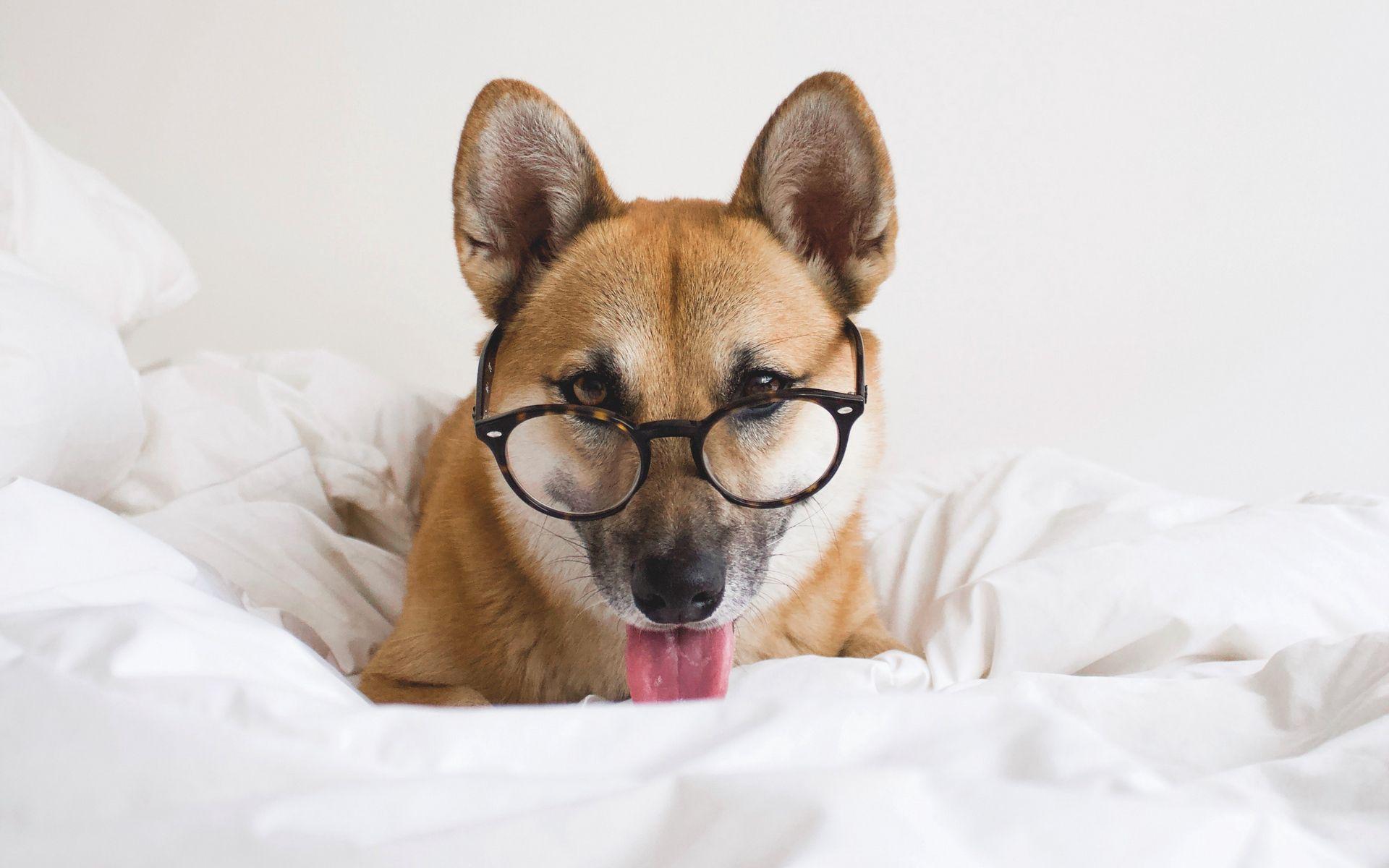 1920x1200 Download wallpaper 1920x1200 dog, glasses, protruding tongue