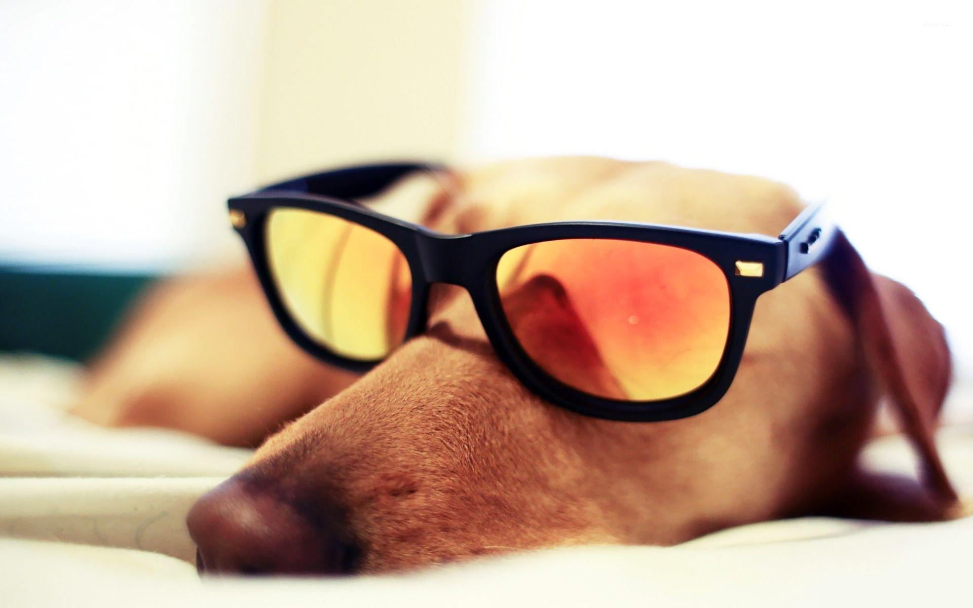 1920x1200 Free download Dog sleeping with sunglasses wallpaper Animal