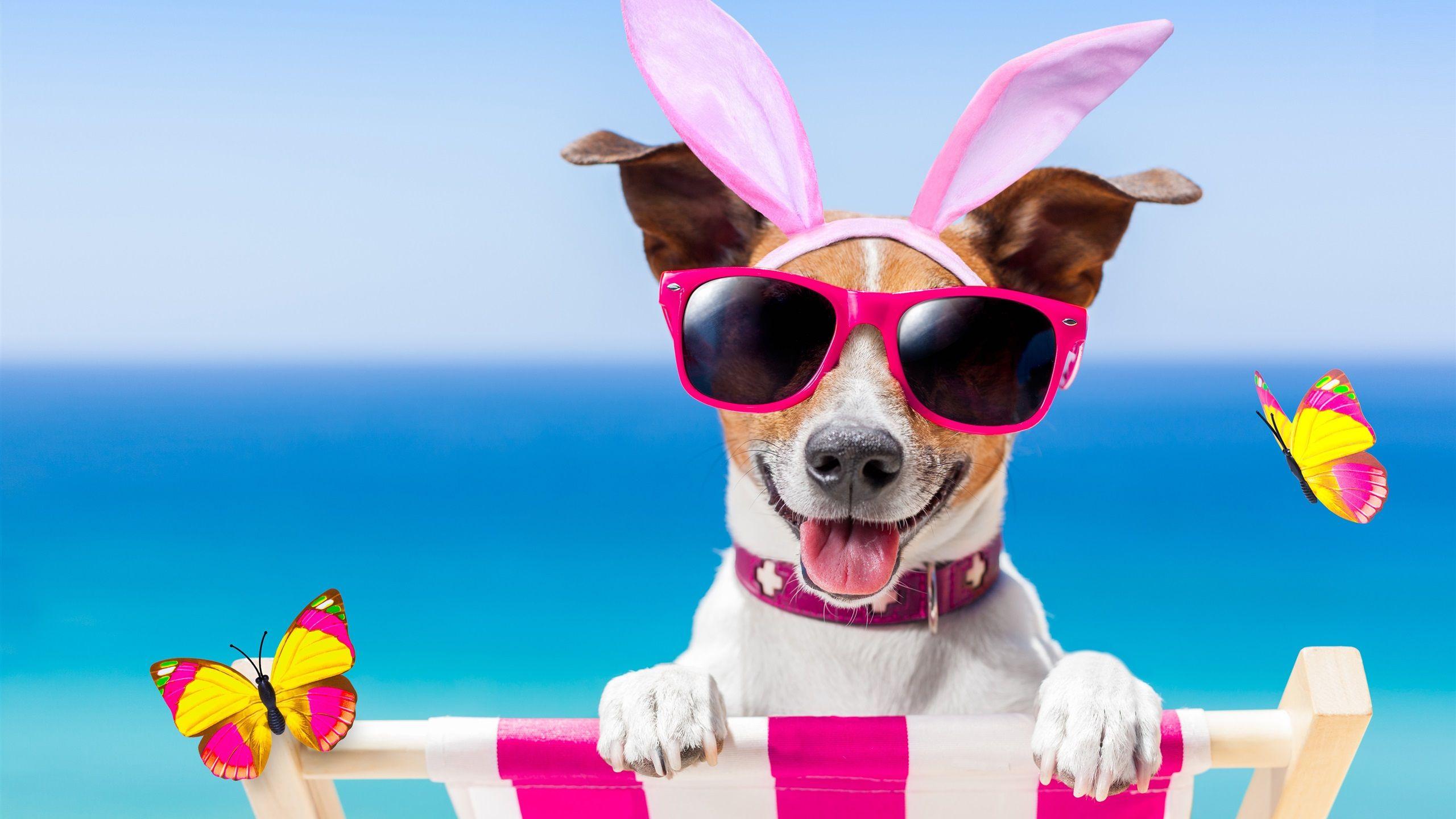 2560x1440 Wallpaper Funny dog, glasses, butterfly, summer 3840x2160 UHD 4K