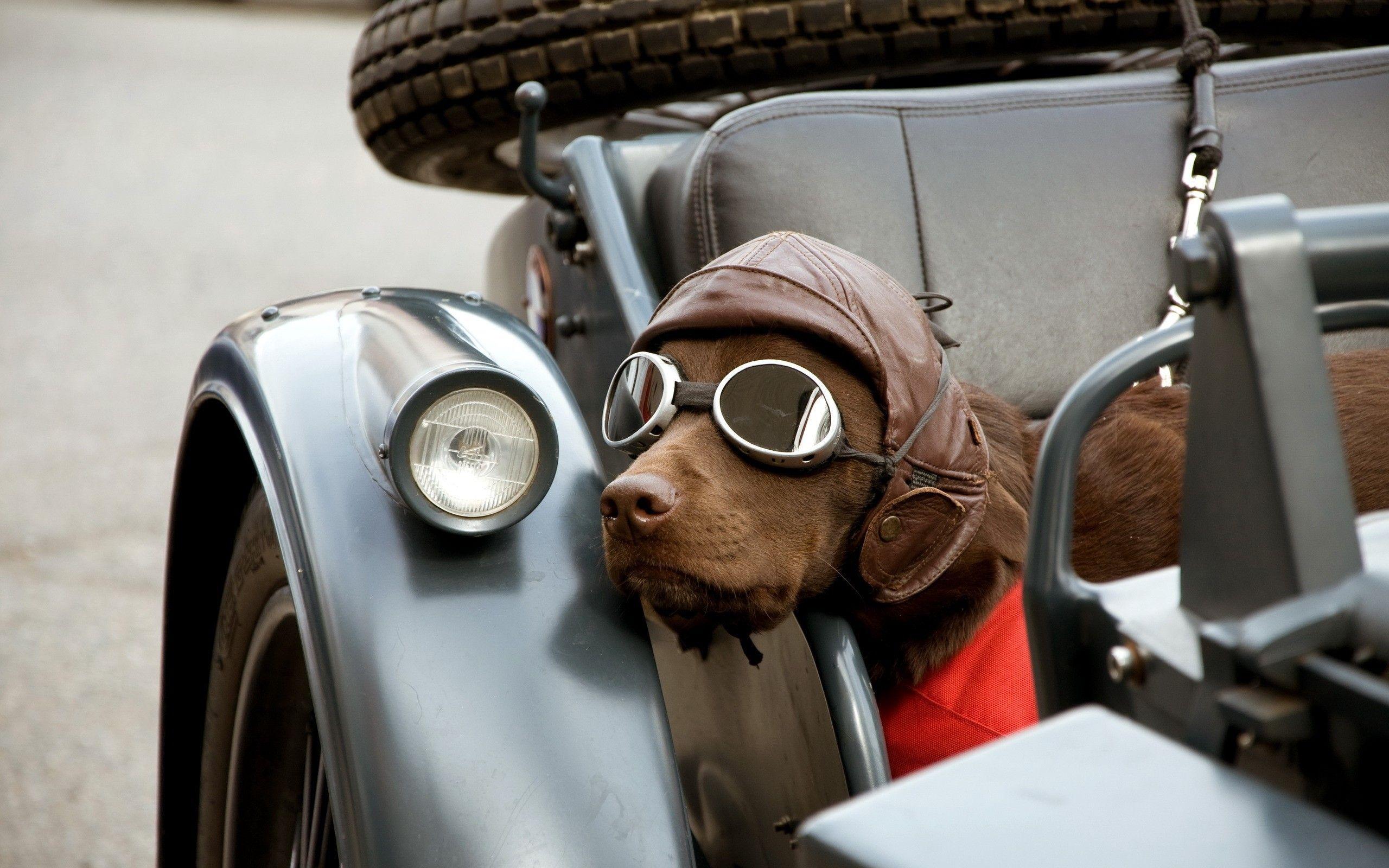 2560x1600 Dog Wearing Glasses Wallpaper Background 60403 2560x1600px