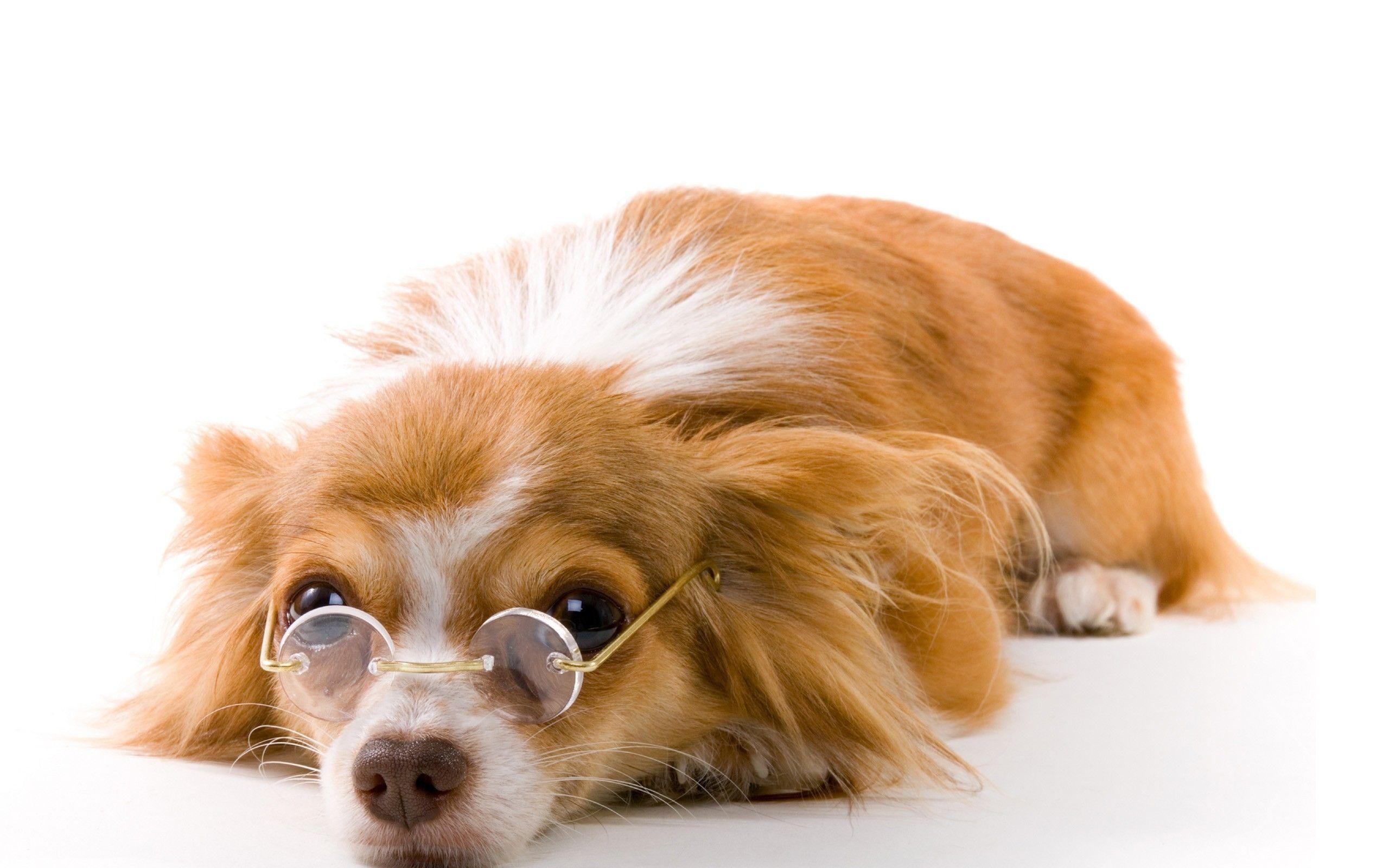 2560x1600 Wallpaper download glasses, dog, puppy, white background, papillon