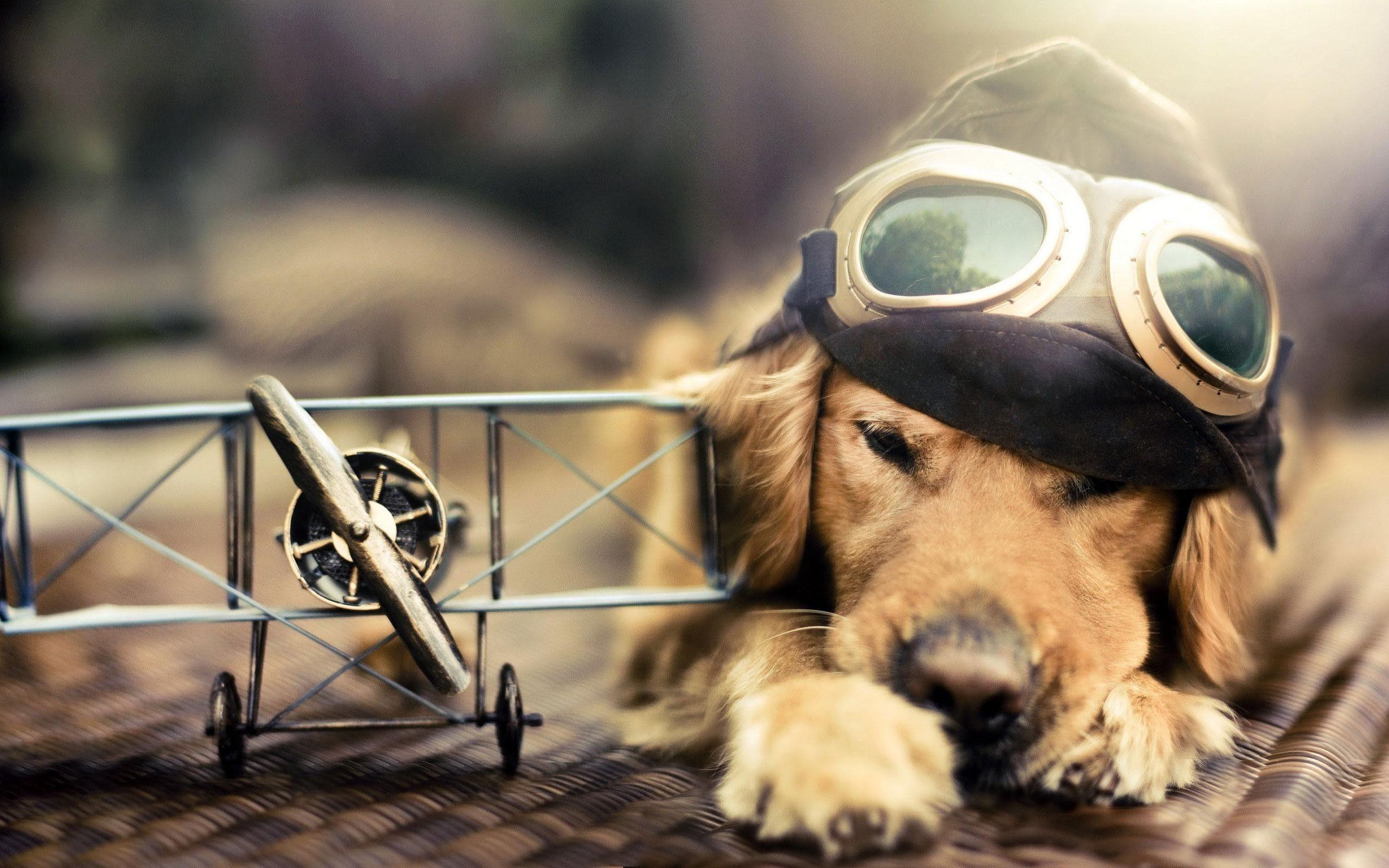 2560x1600 dog, Airplane, Miniatures, Pilot, Golden Retrievers, Animals