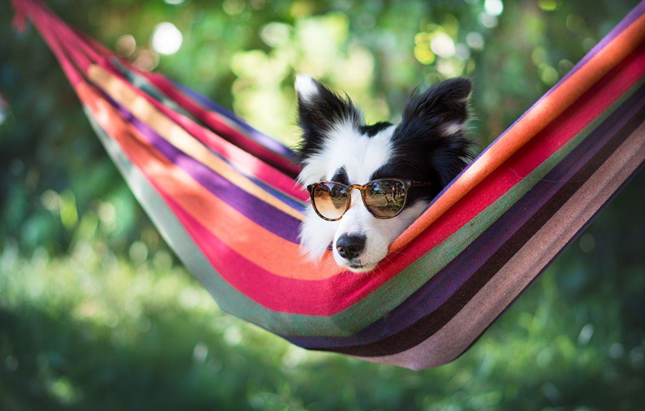 1280x816 Desktop Wallpaper Border Collie Dogs Hammock Funny eyeglasses