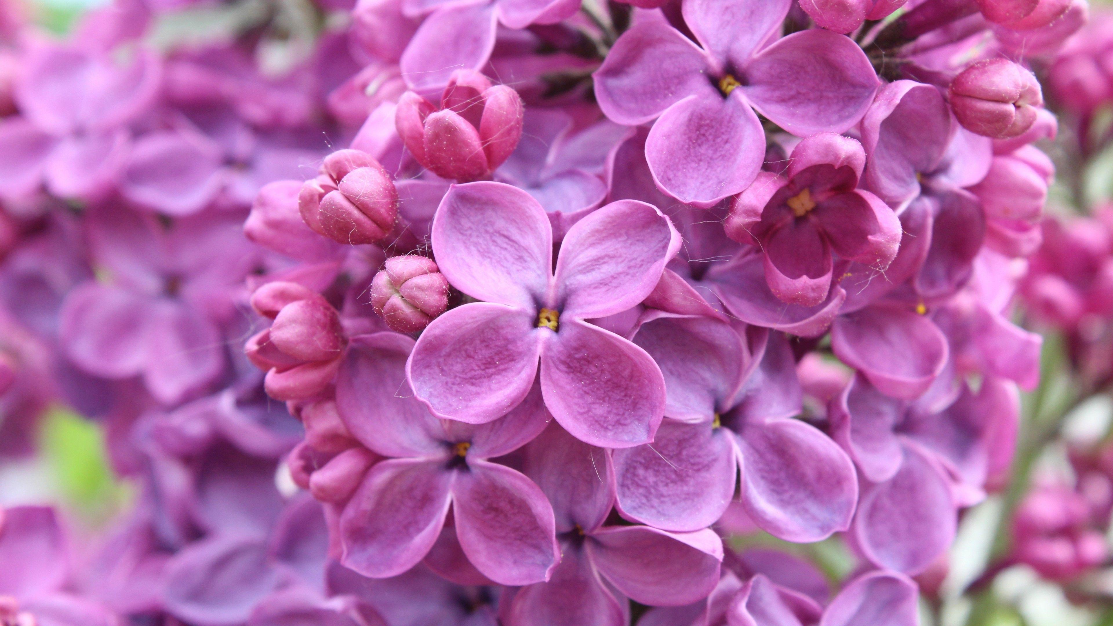 3840x2160 Wallpaper purple, 5k, 4k wallpaper, 8k, lilac, flowers, Nature