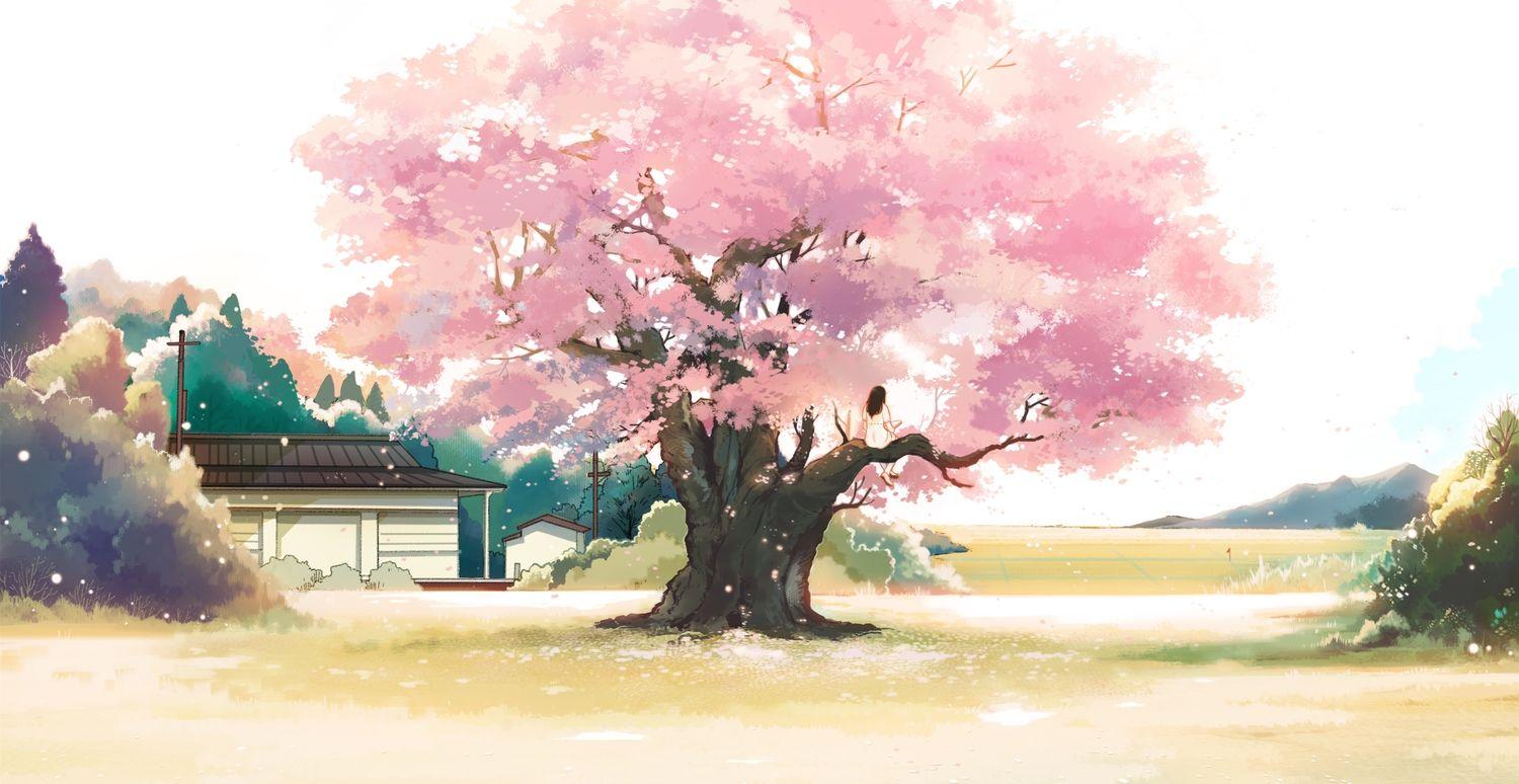 1500x774 cherry blossoms flowers hanasei original scenic.