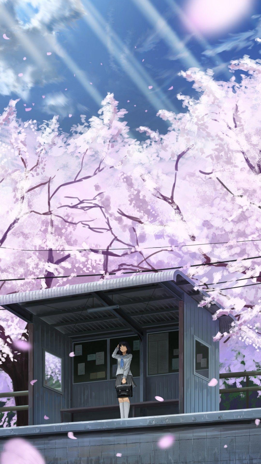 1080x1920 Cherry Blossom Anime Girl Wallpaper Background For