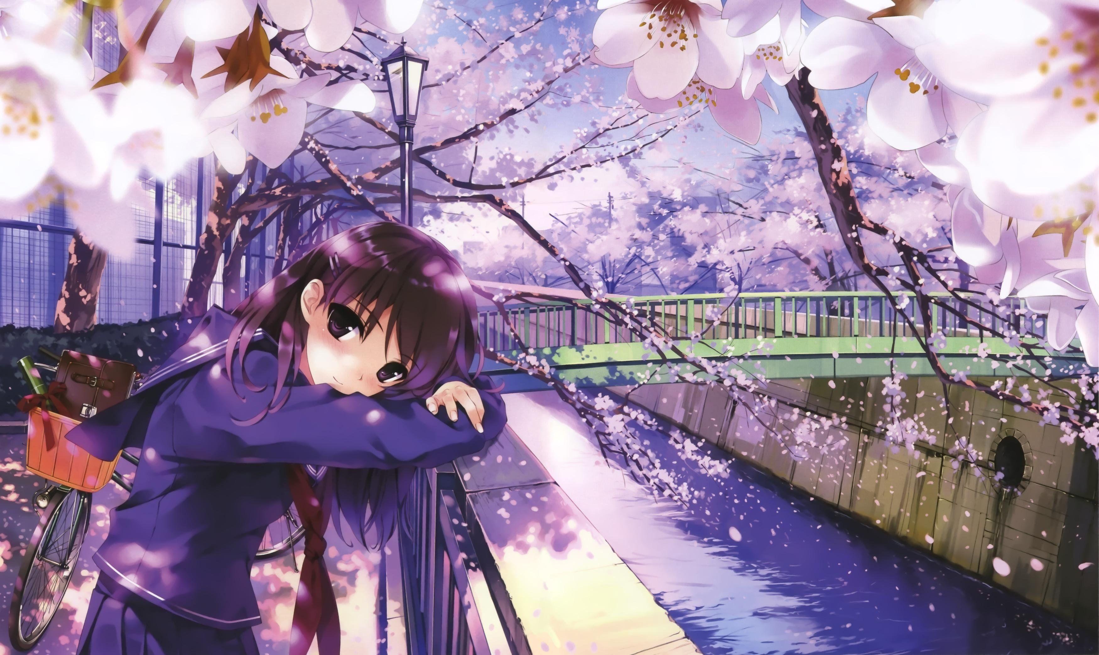 3500x2085 Anime Cherry Blossom Wallpaper