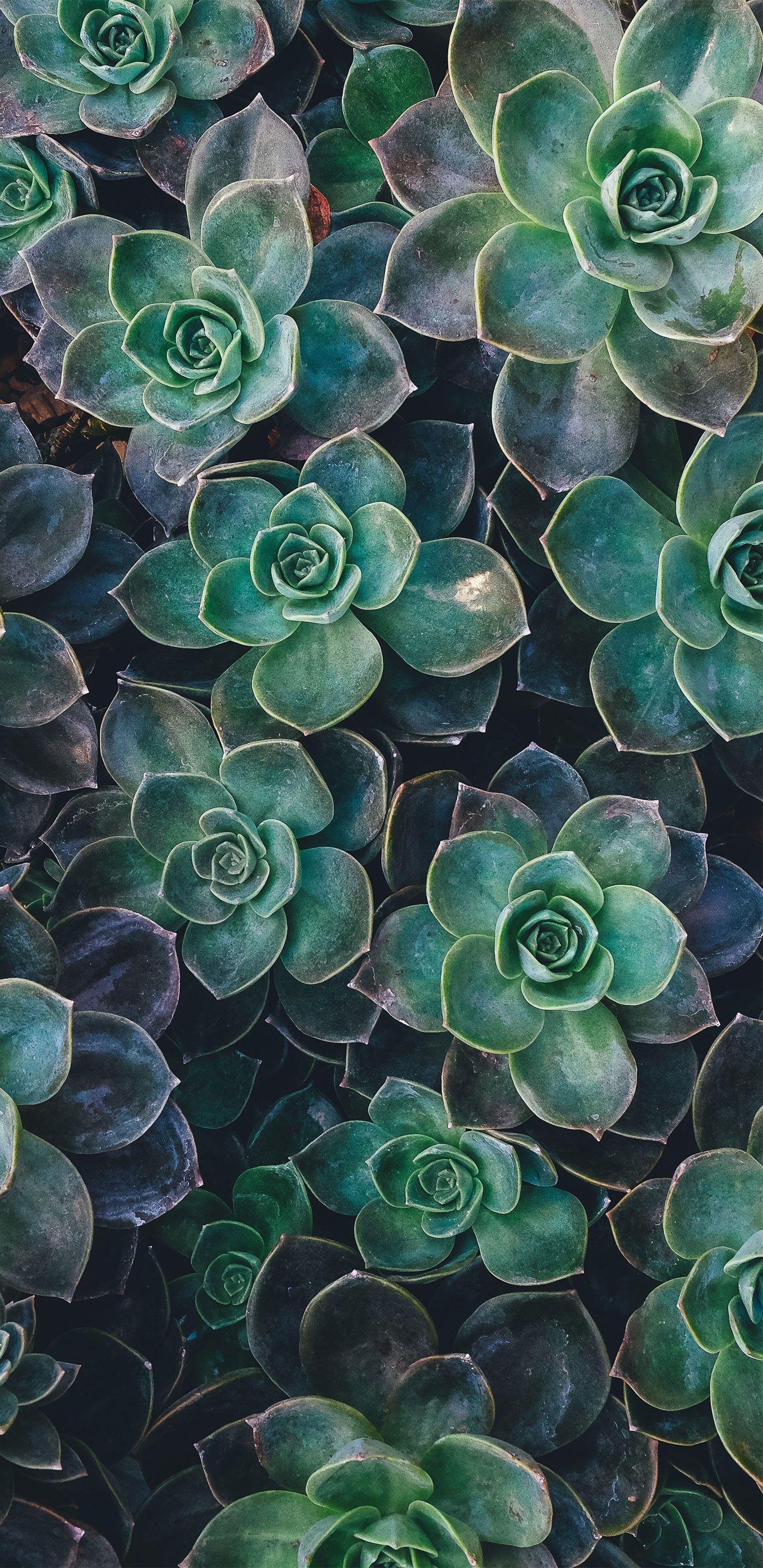 1440x2960 Samsung Galaxy S9 Plus Wallpaper