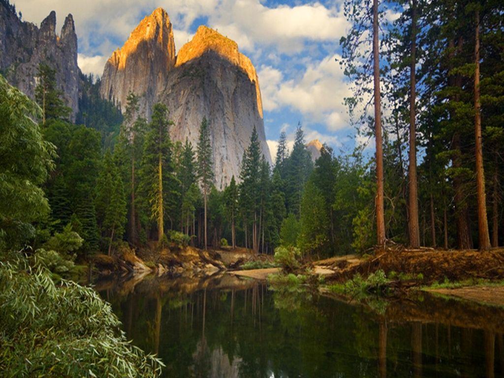 1024x768 Woodland Wallpaper, Grey Wallpaper, Wood Effect Wallpaper 1024×768
