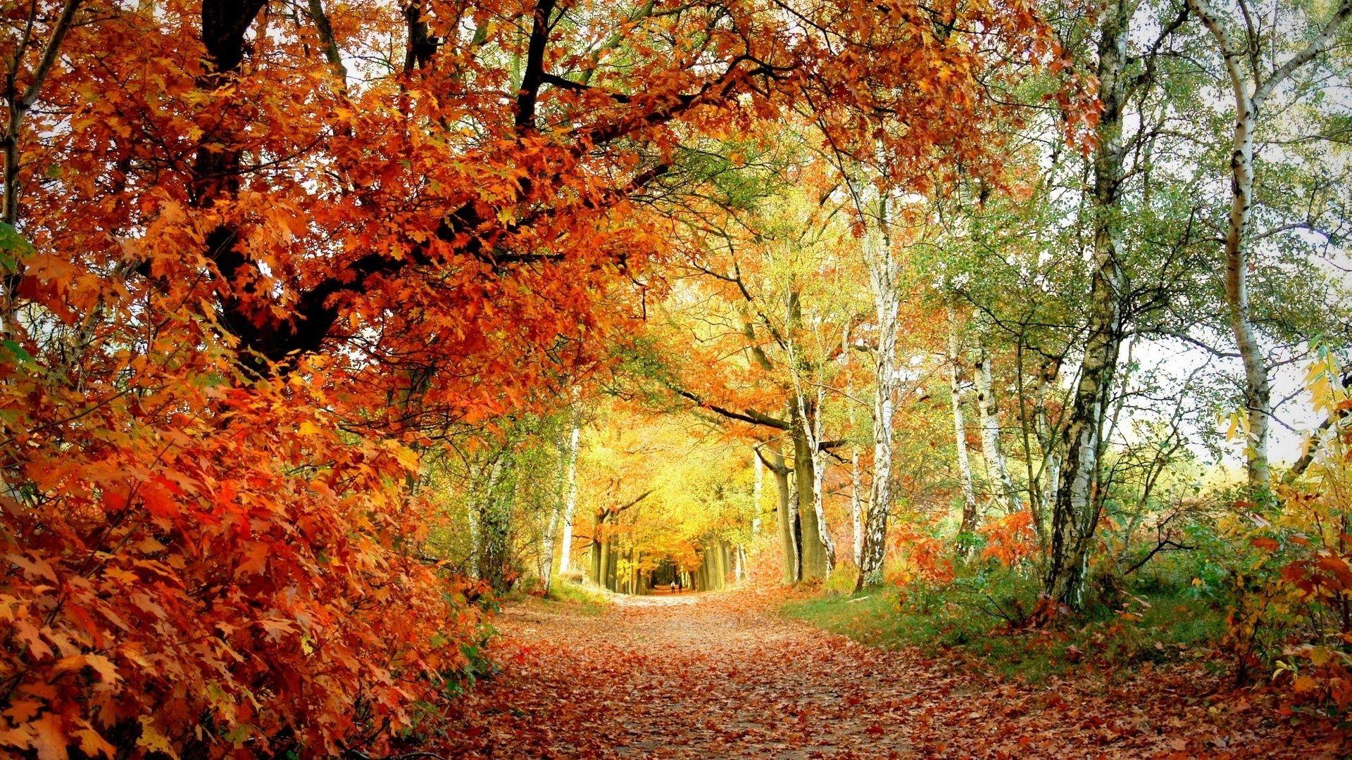 1920x1080 Amazing Woodland Wallpaper 37126 1920x1080 px