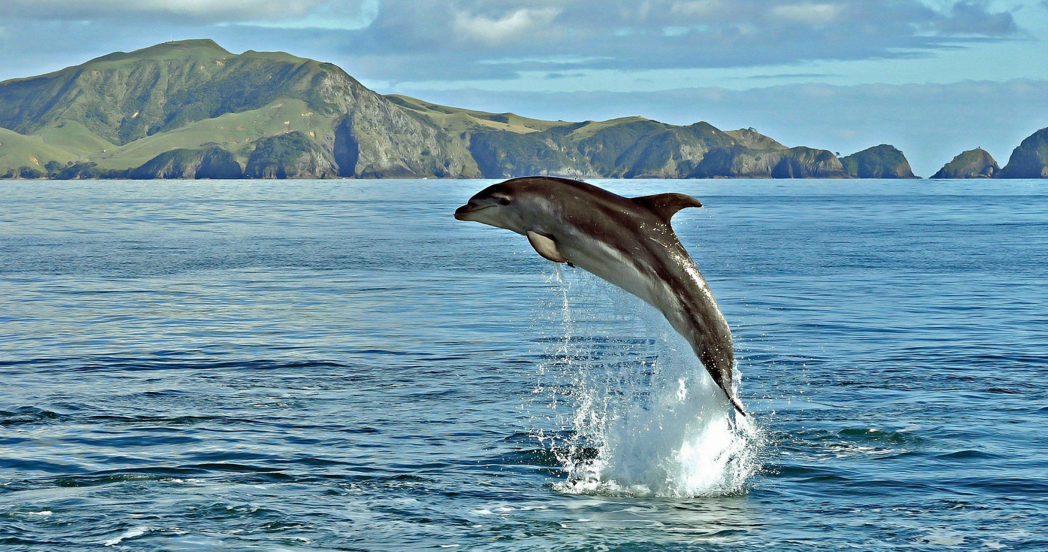 Dolphin 4K Wallpapers - Top Free Dolphin 4K Backgrounds - WallpaperAccess