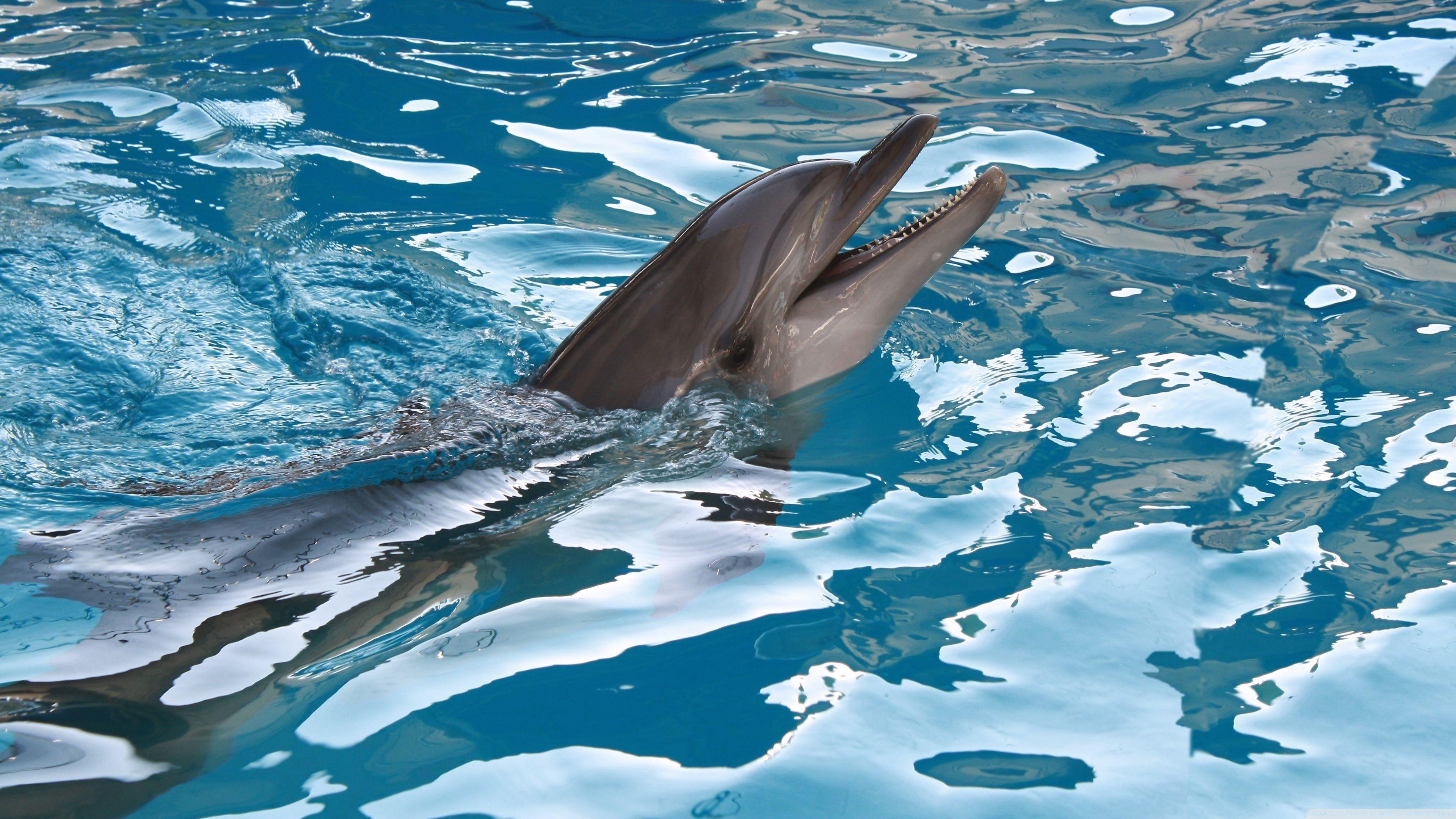Dolphin 4K Wallpapers - Top Free Dolphin 4K Backgrounds - WallpaperAccess