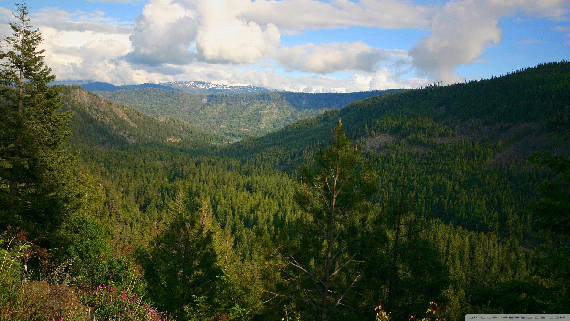 Woodland Wallpapers Top Free Woodland Backgrounds WallpaperAccess