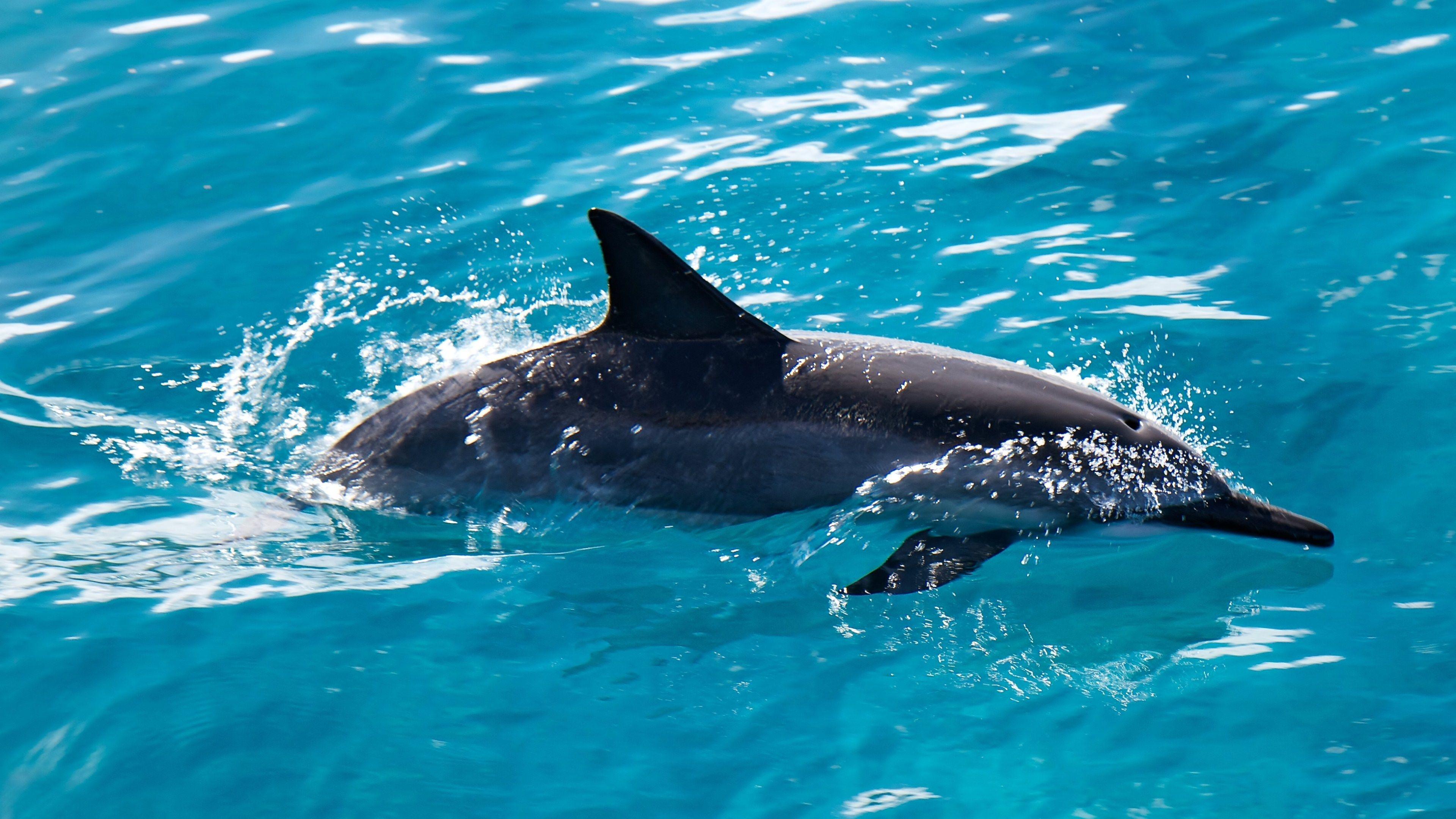 3840x2160 Dolphin 4k Ultra HD Wallpaper