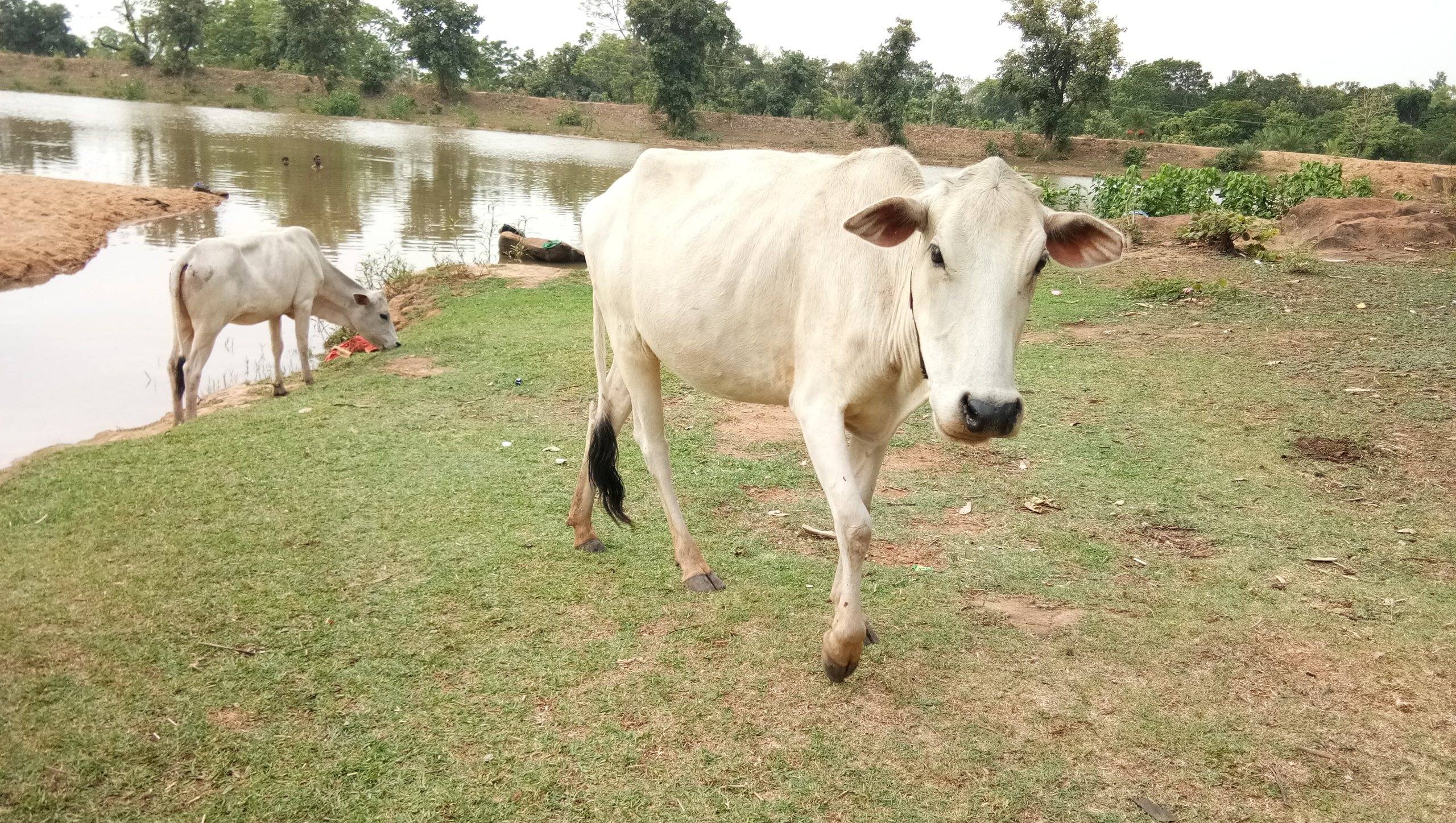 2560x1447 Hình nền con bò Ấn Độ bản địa để tải xuống miễn phí