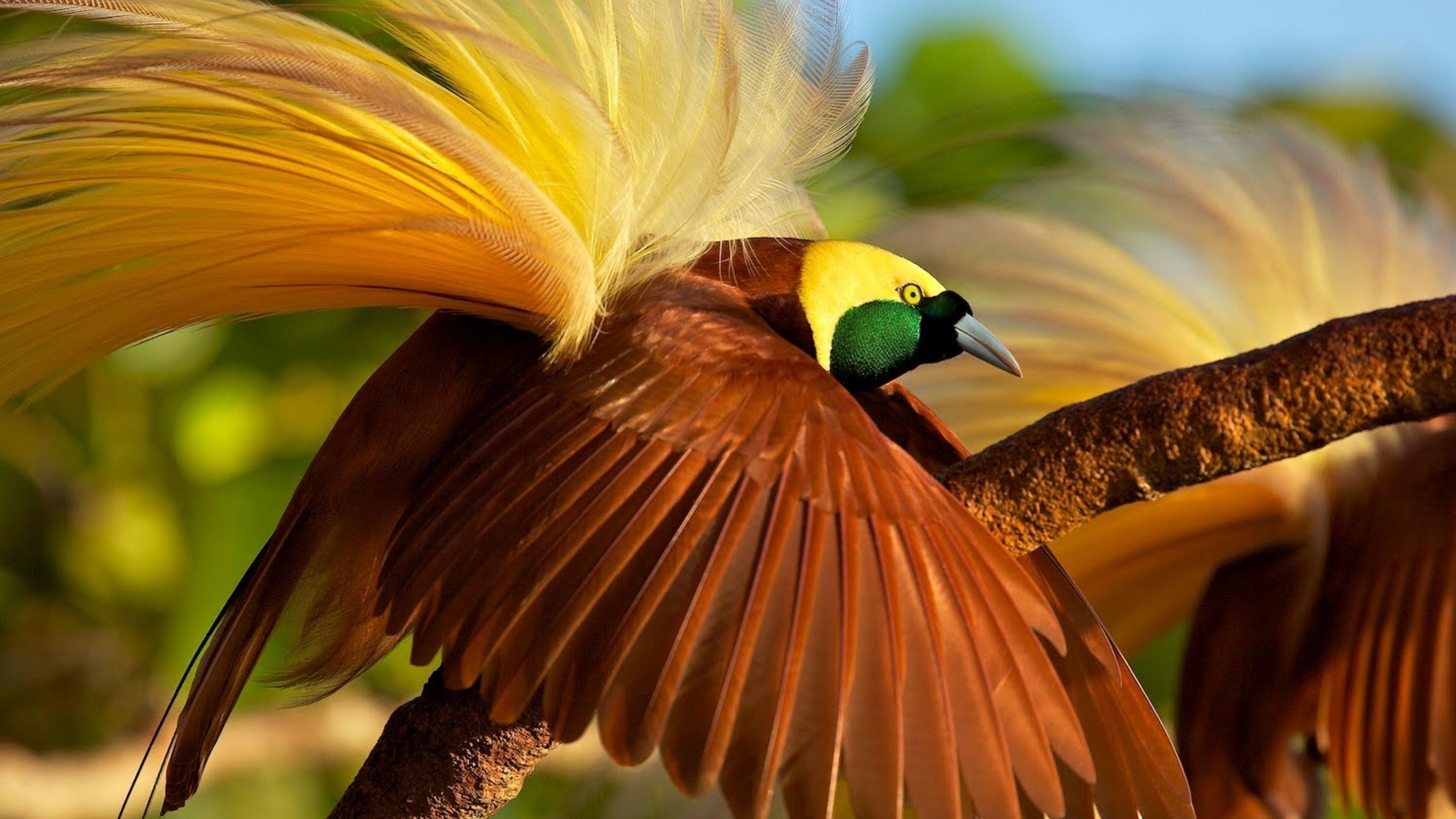 Bird Of Paradise Wallpapers Top Free Bird Of Paradise Backgrounds 8481