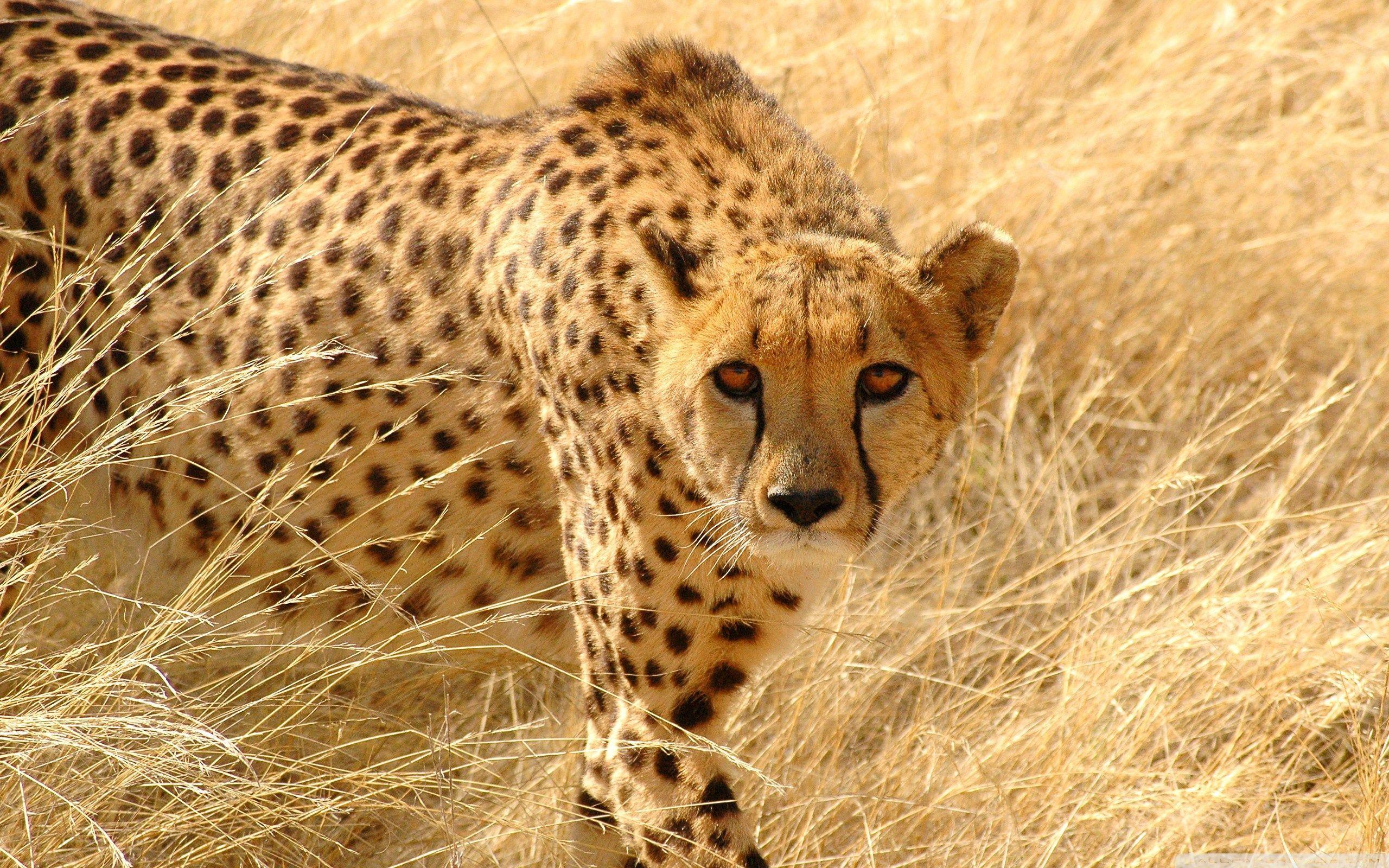 2560x1600 Cheetah Wildlife ❤ 4K HD Desktop Wallpaper for 4K Ultra HD TV