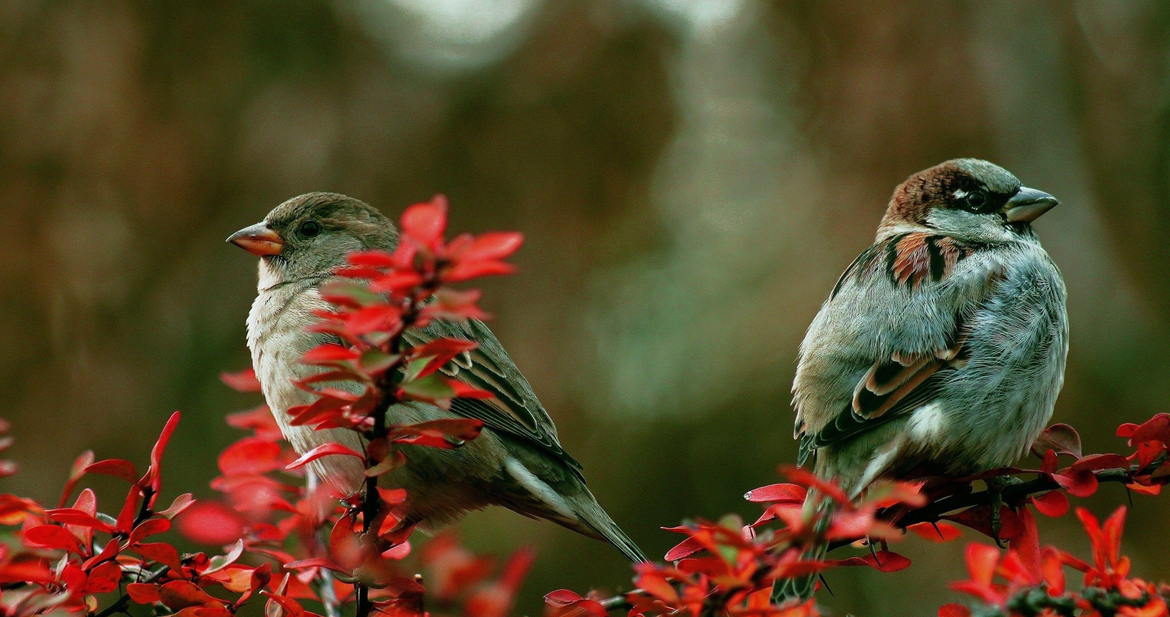 Home Bird Count India
