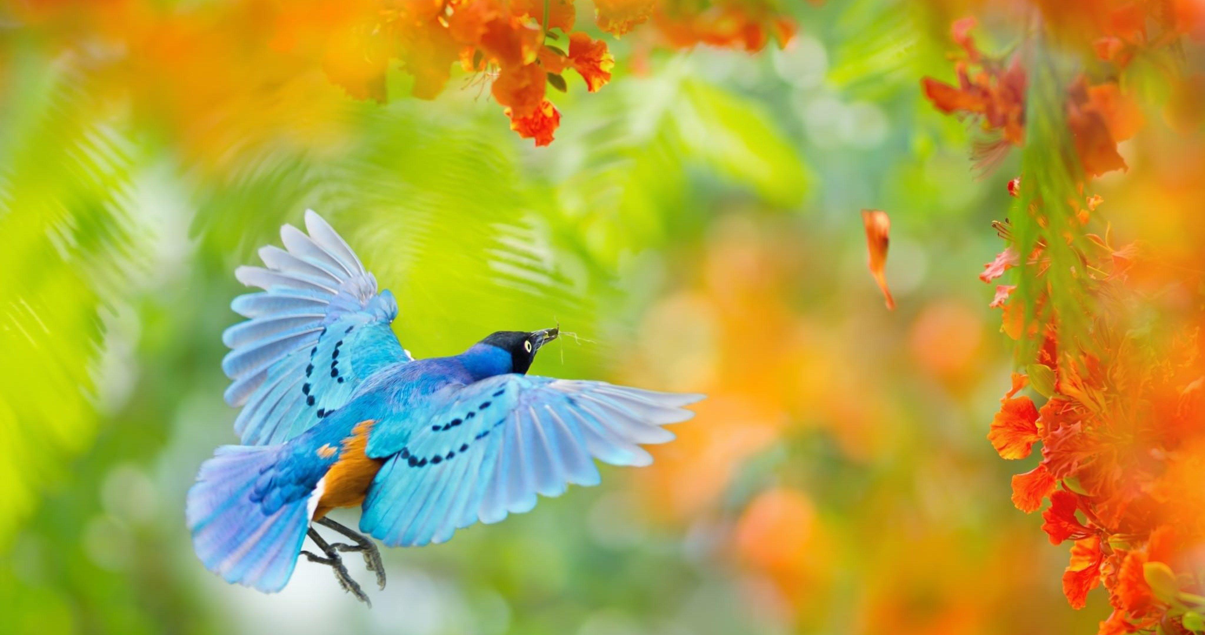 Bird 4pda. Яркие птицы. Яркие и красочные птицы. Птицы на фоне природы. Фон птички.