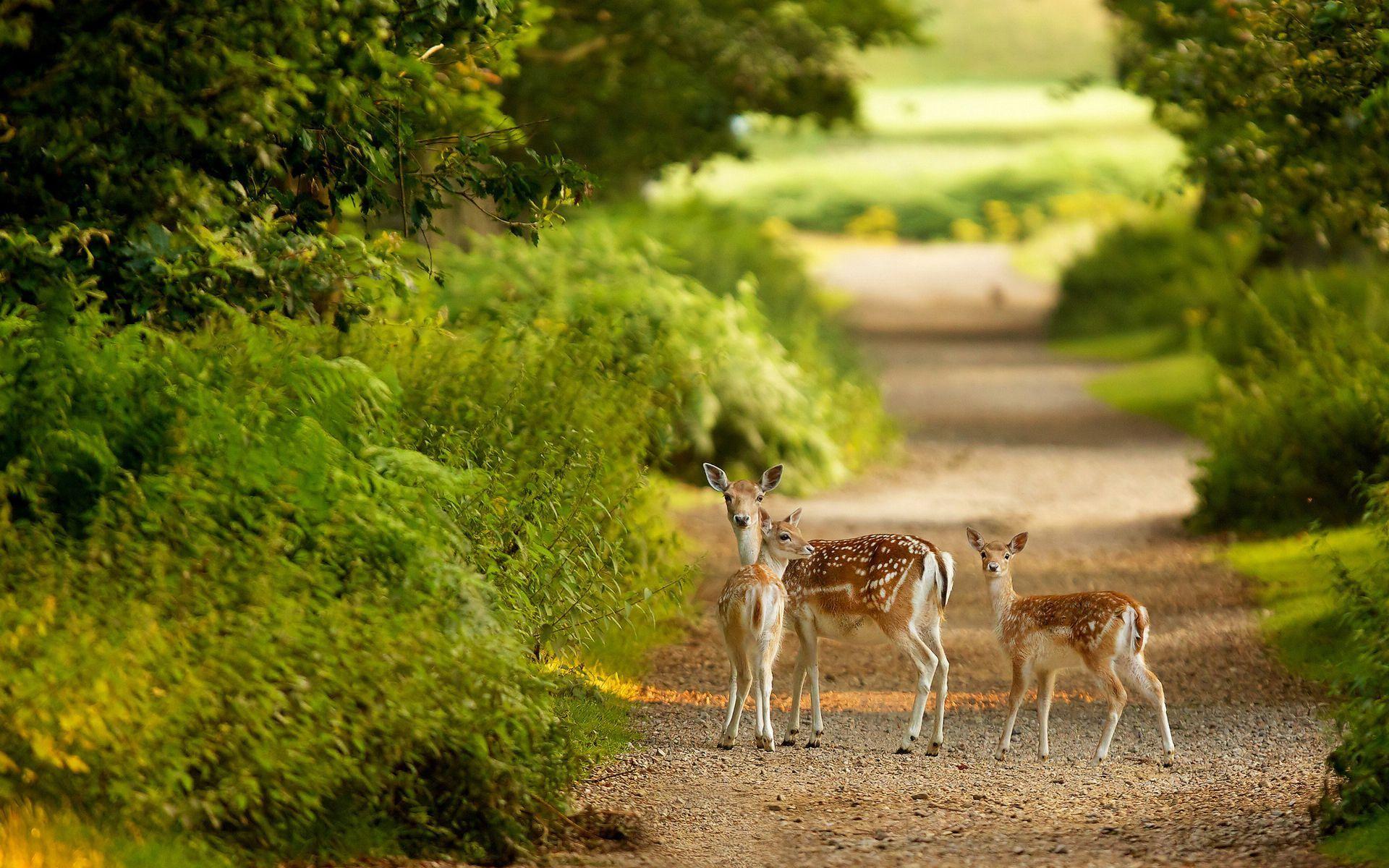 1920x1200 Free Wildlife Wallpaper 30812 1920x1200 px