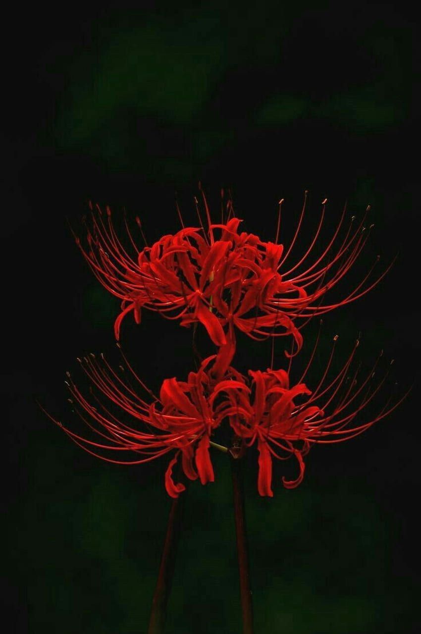 850x1280 Luana Saiane on. Red spider lily, Tokyo ghoul HD phone wallpaper