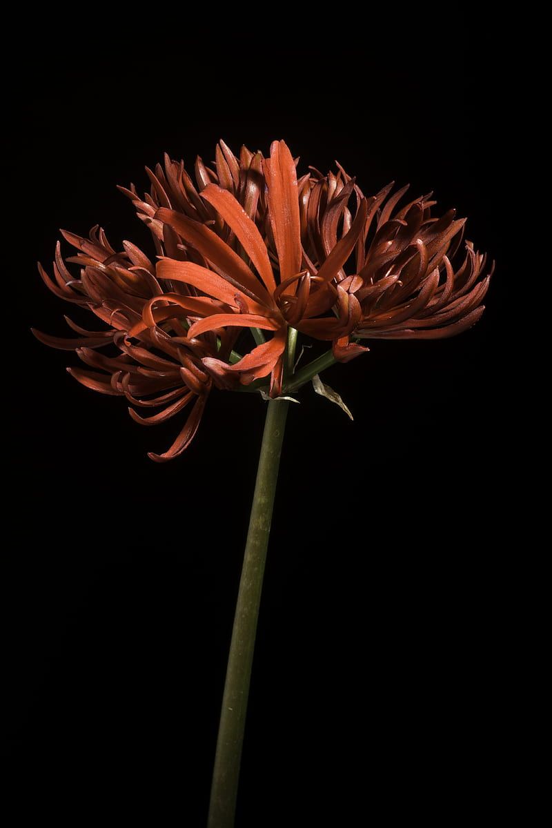 800x1200 HD red spider lily wallpaper