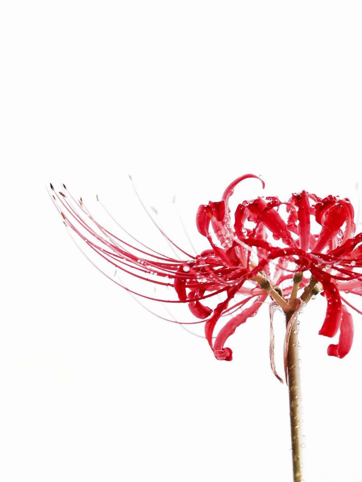 1164x1552 Download Wilt Not With These Anime Blooms Wallpaper