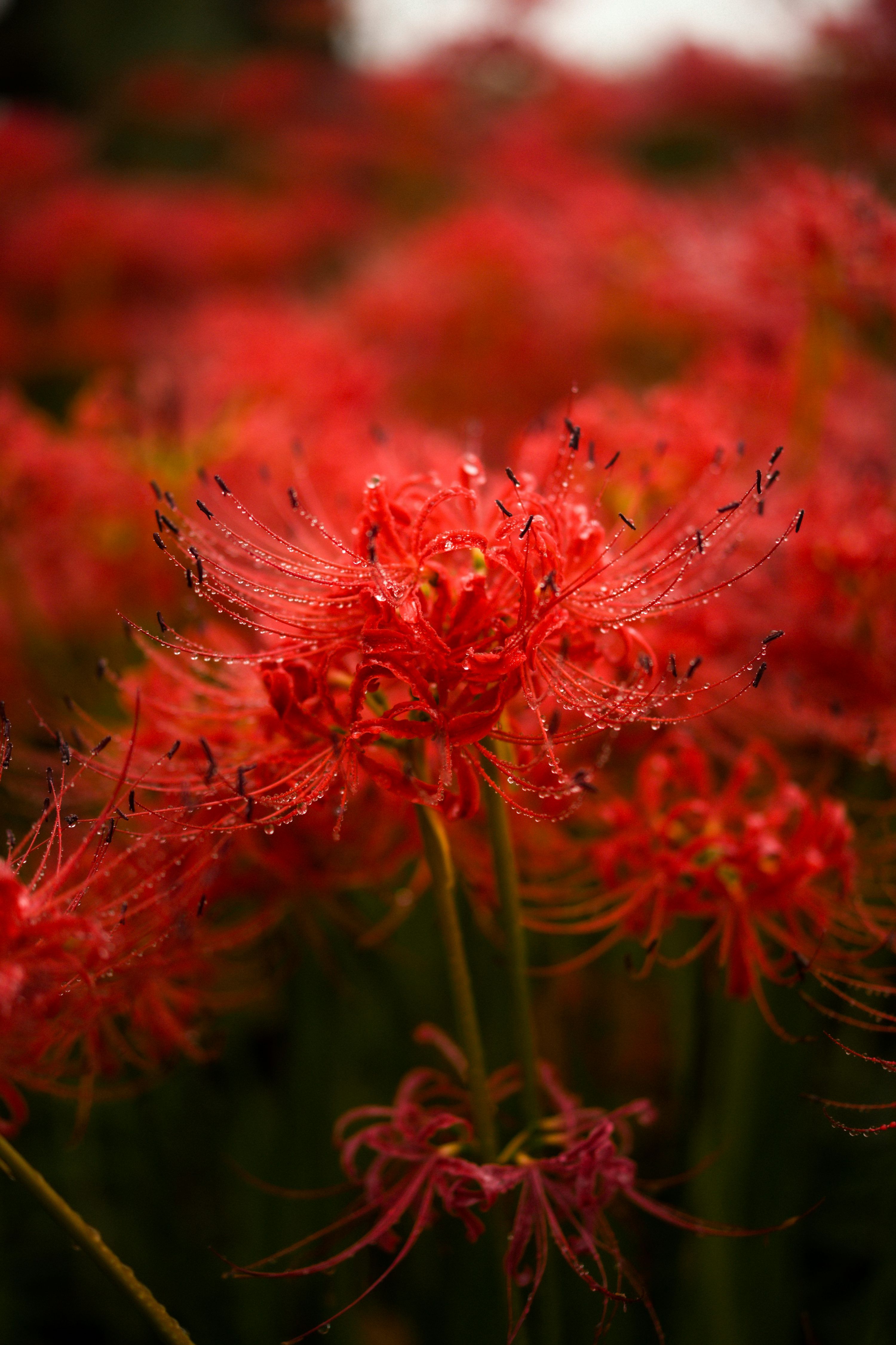 3000x4500 Spider Lily Picture. Download Free Image