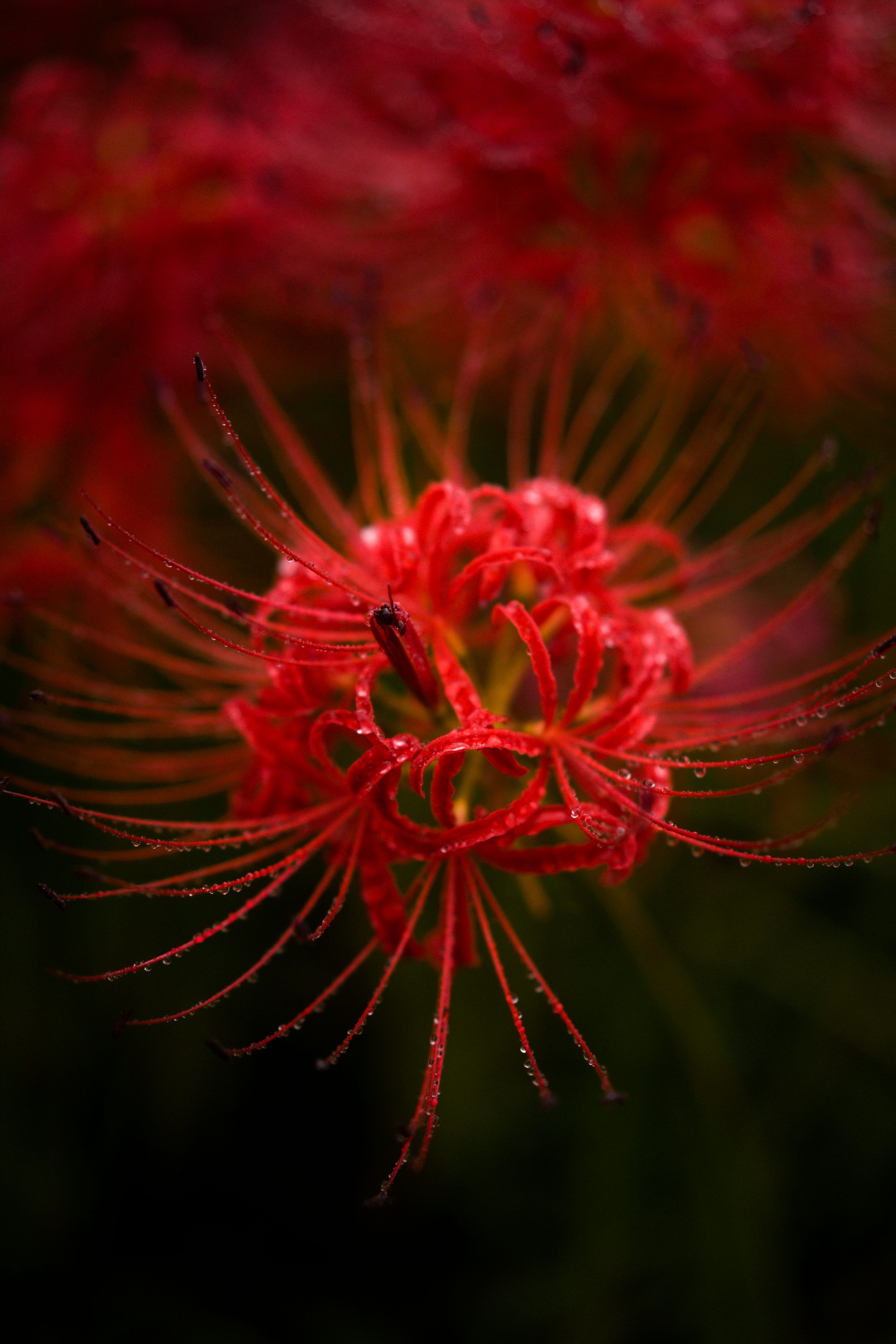 3000x4500 Spider Lily Picture. Download Free Image