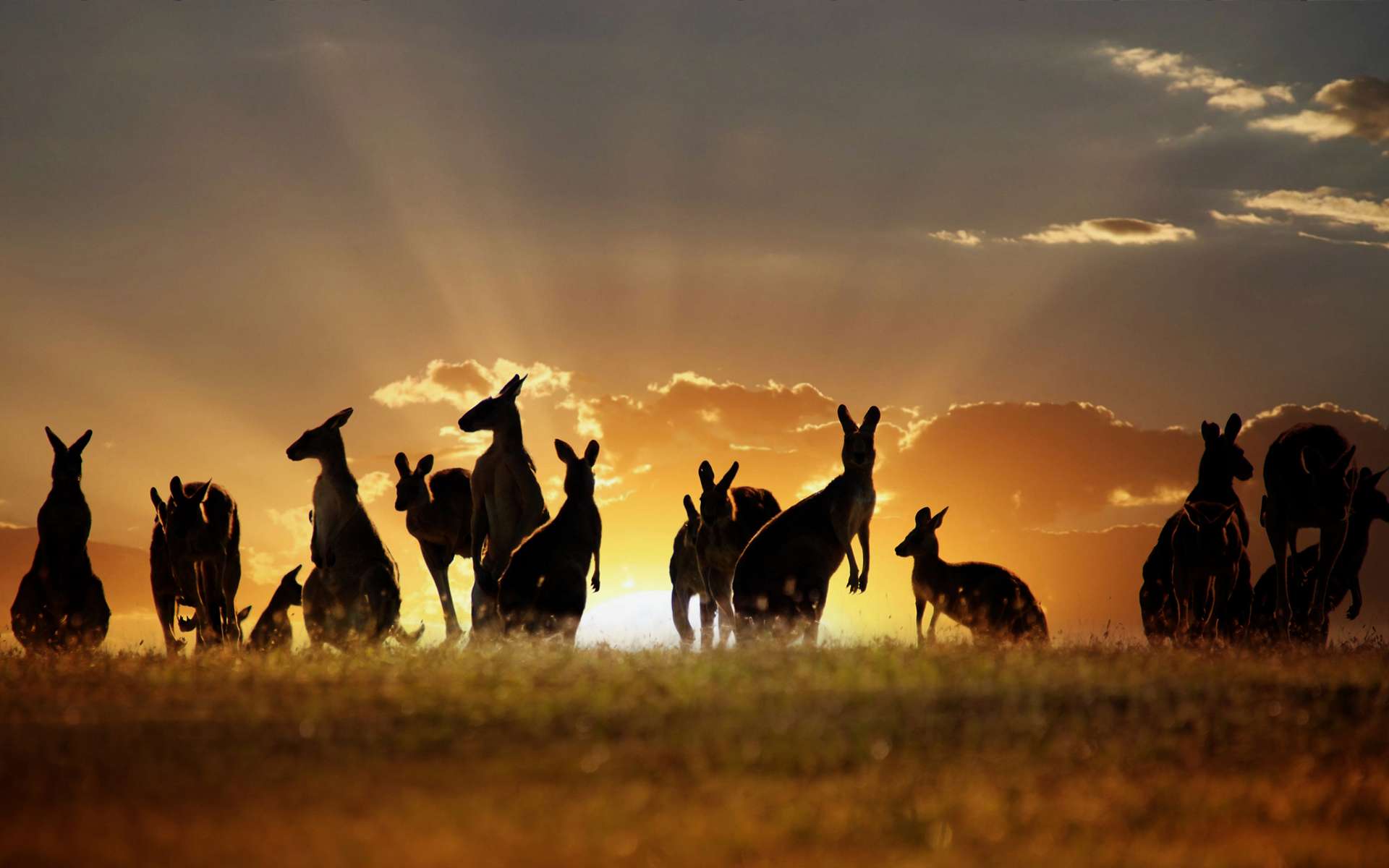 1920x1200 Amazing Wildlife & Animal Wallpaper