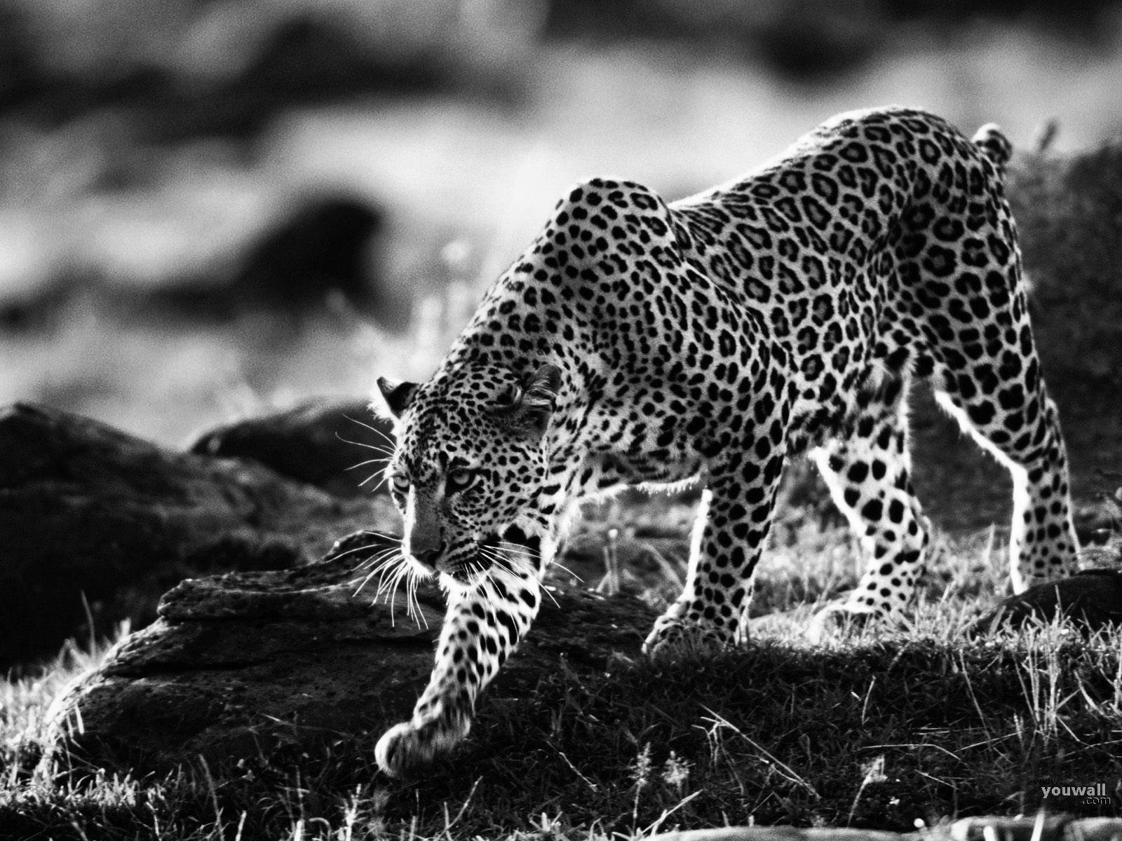 Black Cheetah Wallpapers - Top Free Black Cheetah Backgrounds