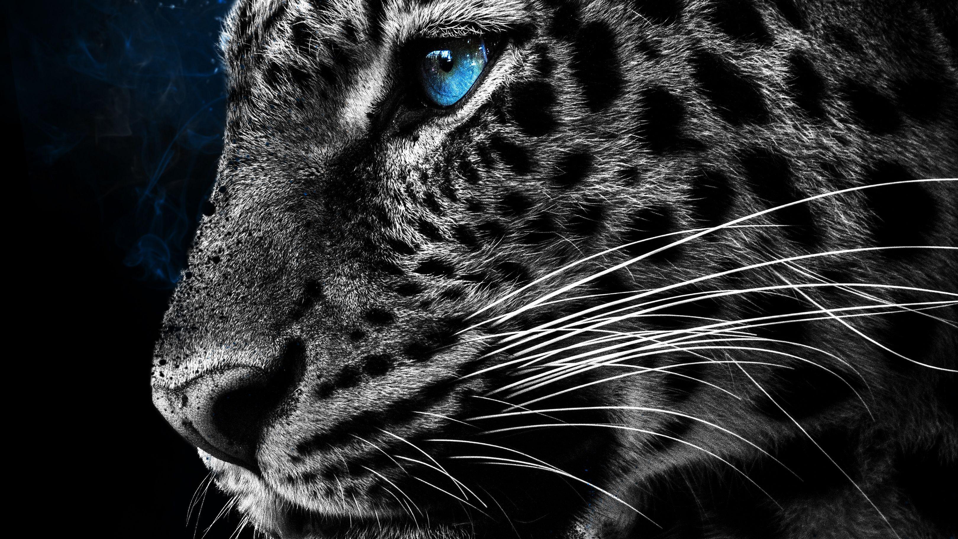 Black Cheetah Wallpapers - Top Free Black Cheetah Backgrounds - WallpaperAccess