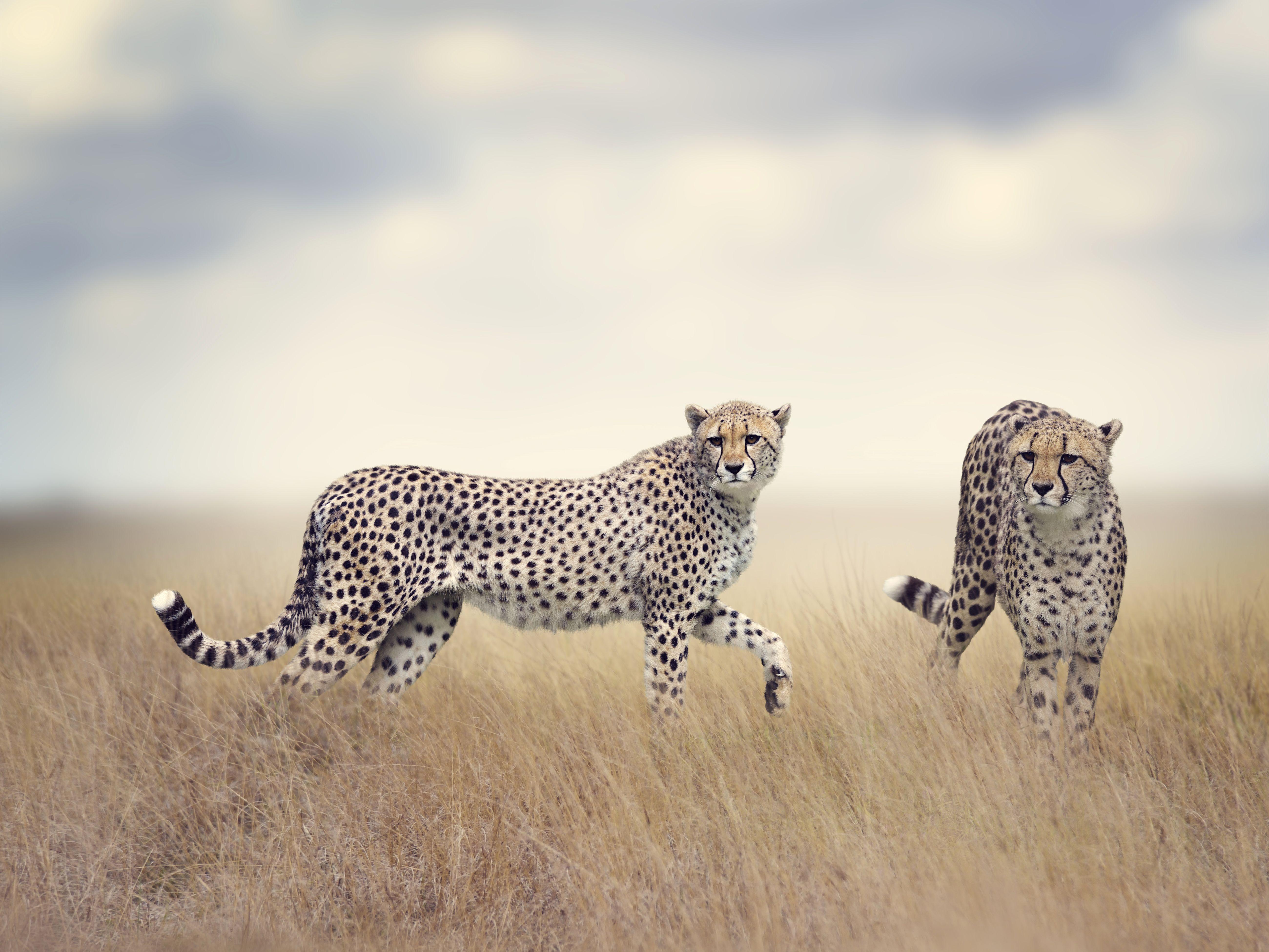 5200x3900 Wallpaper Cheetah, Wildlife, HD, 5K, Animals