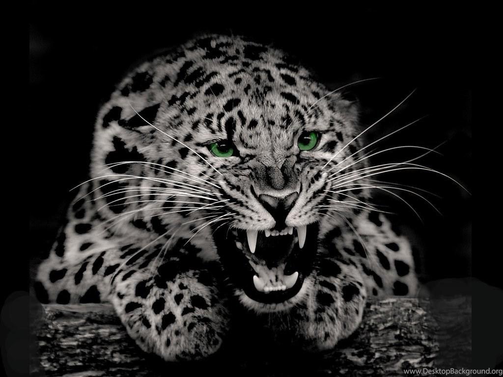 Black Cheetah Wallpapers - Top Free Black Cheetah Backgrounds